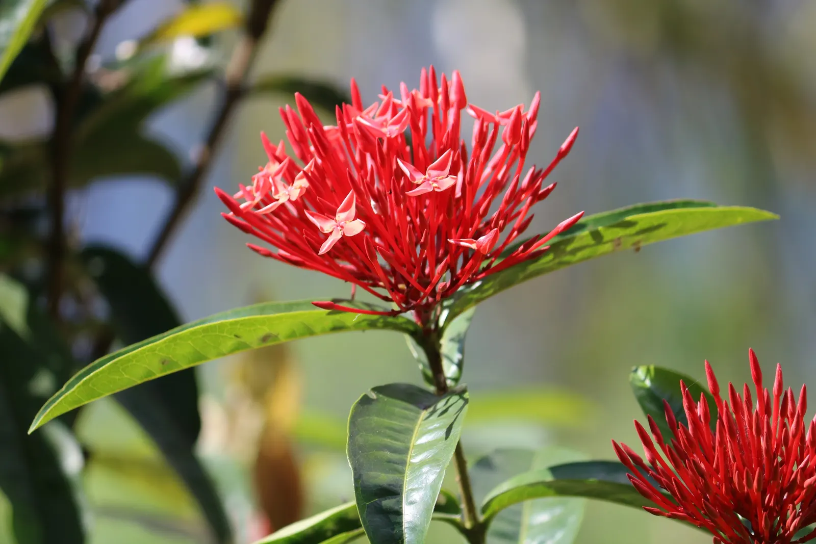 Flame Of The Woods (Ixora Coccinea) — it can surge up to 12 feet.<br><br>Regular pruning can maintain desired shapes and sizes; is a vibrant, image 110