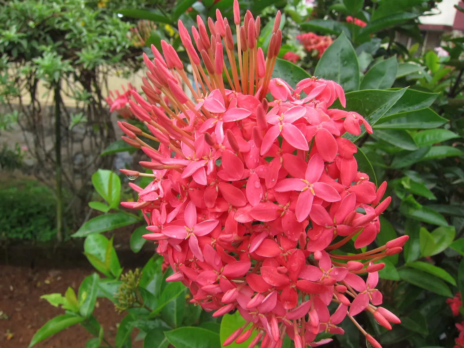 Flame Of The Woods (Ixora Coccinea) — shrub with red blooms; or yellow flower clusters which bloom throughout the year but are most abundant from, image 94