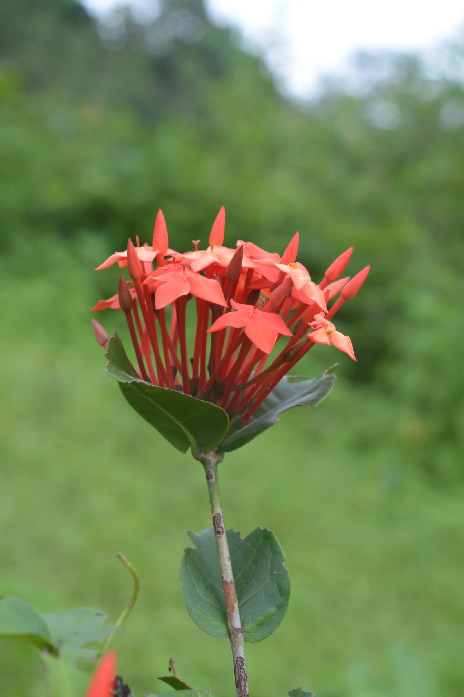 Flame Of The Woods (Ixora Coccinea) — but in perfect growing conditions; shrub for half