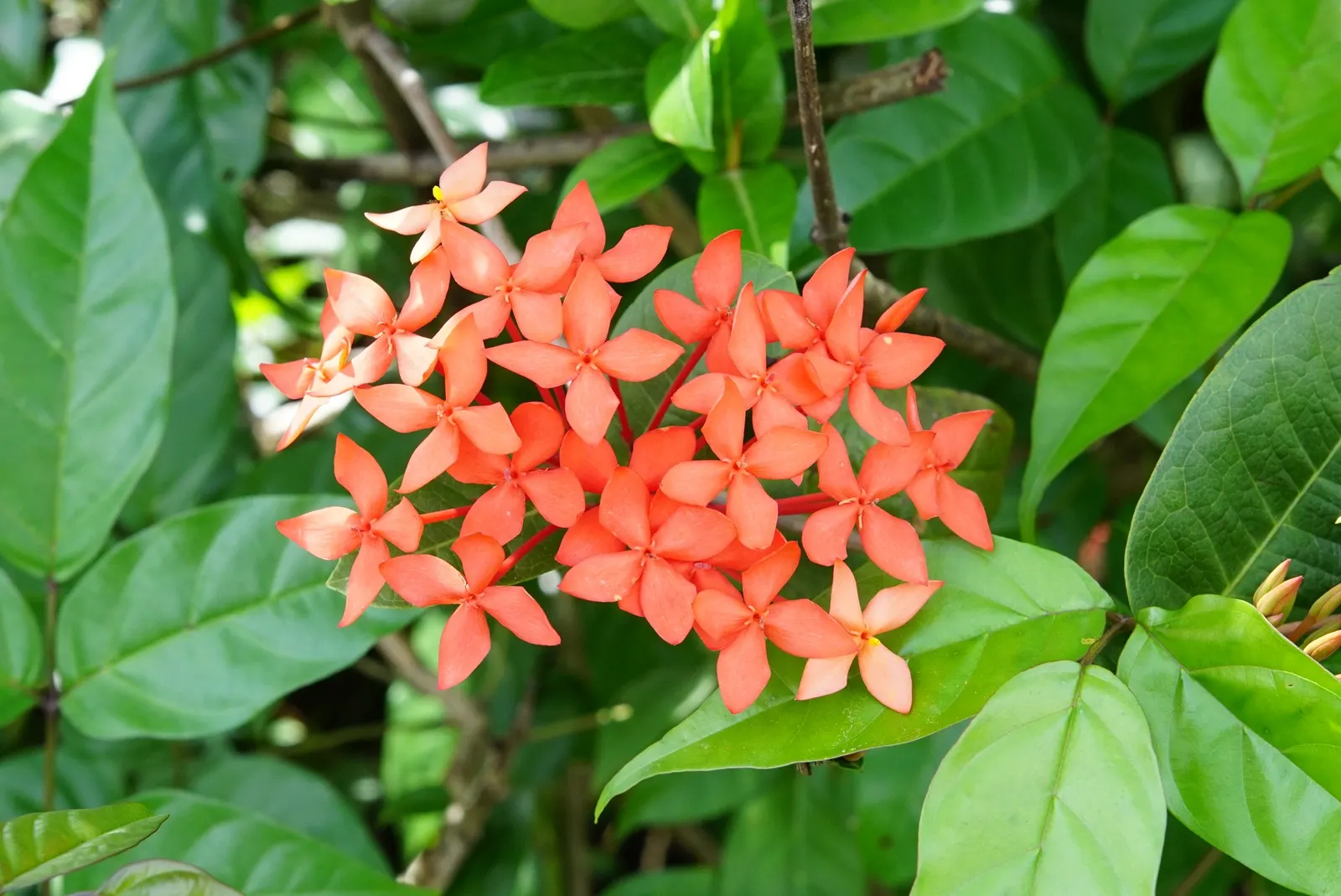 Flame Of The Woods (Ixora Coccinea) — making Ixora coccinea well-suited for hedges or as a standout specimen plant; but in perfect growing, image 92