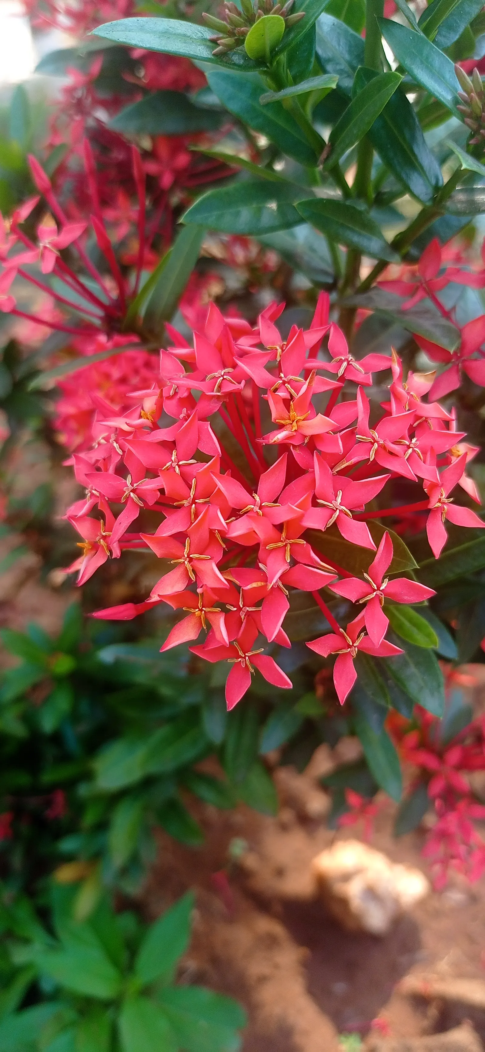 Flame Of The Woods (Ixora Coccinea) — or yellow flower clusters which bloom throughout the year but are most abundant from late spring to early, image 142