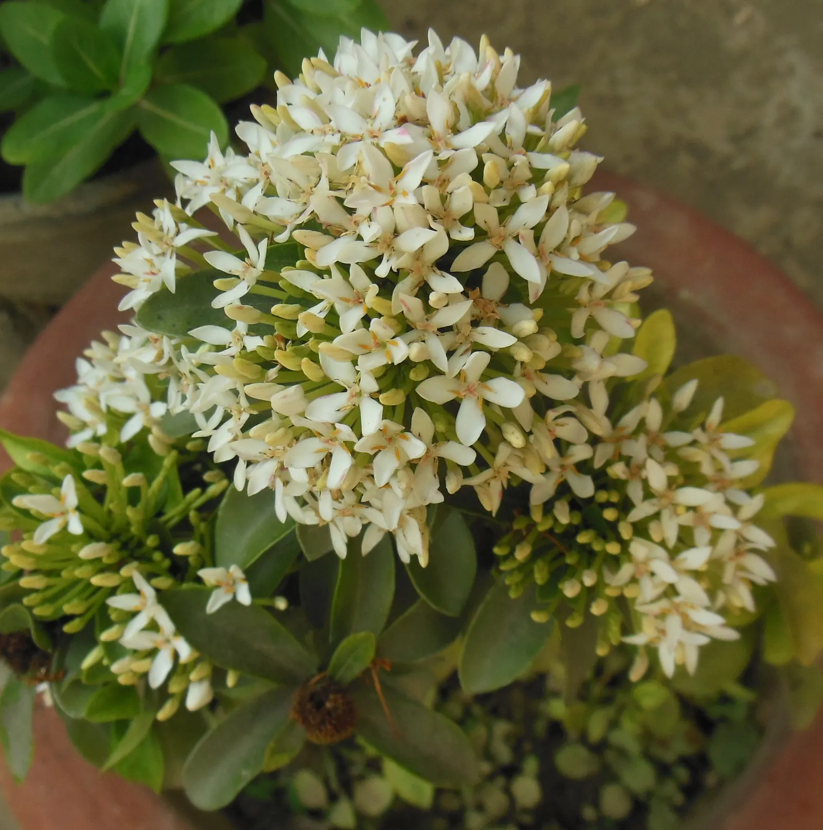 Flame Of The Woods (Ixora Coccinea) — Flame of the Woods requires well-drained, moderately fertile soil with a slightly acidic to neutral pH; red, image 144