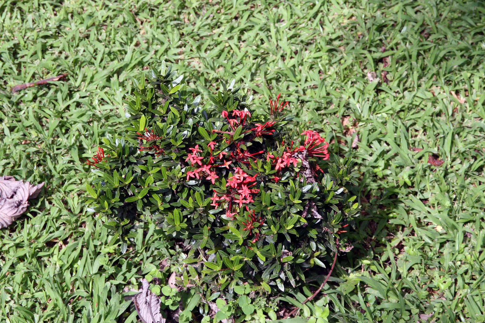 Flame Of The Woods (Ixora Coccinea) — but in perfect growing conditions