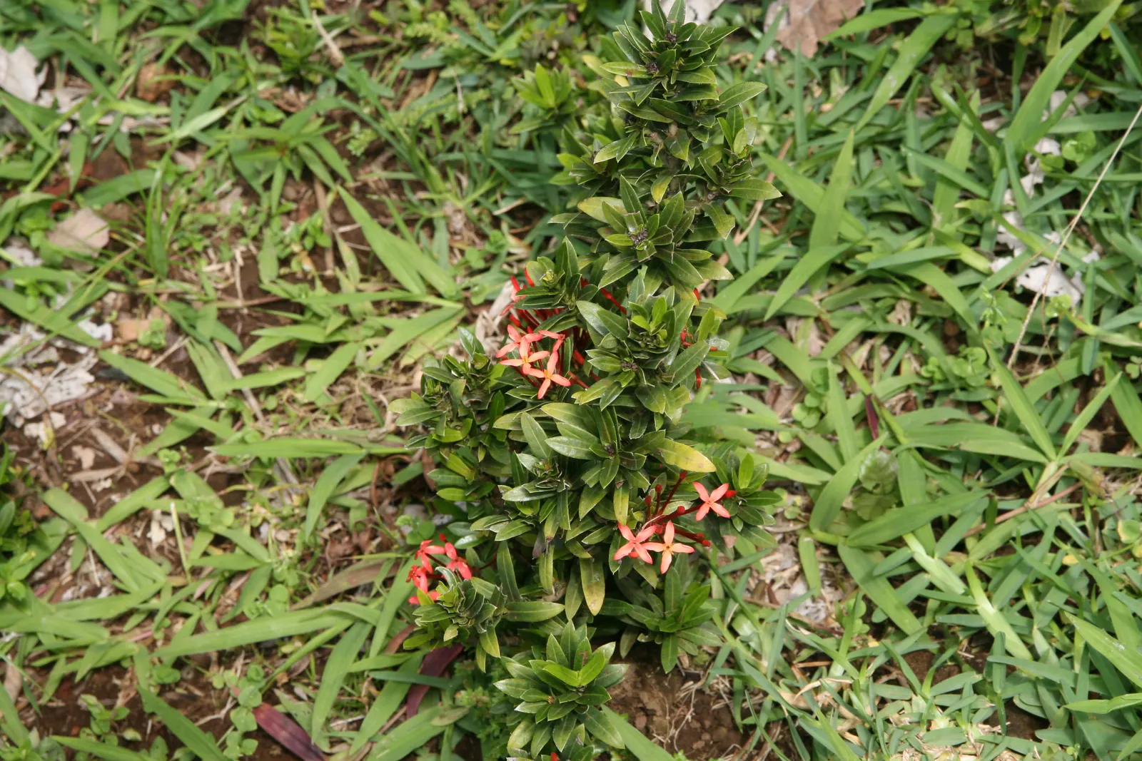 Flame Of The Woods (Ixora Coccinea) — making Ixora coccinea well-suited for hedges or as a standout specimen plant; but in perfect growing, image 111