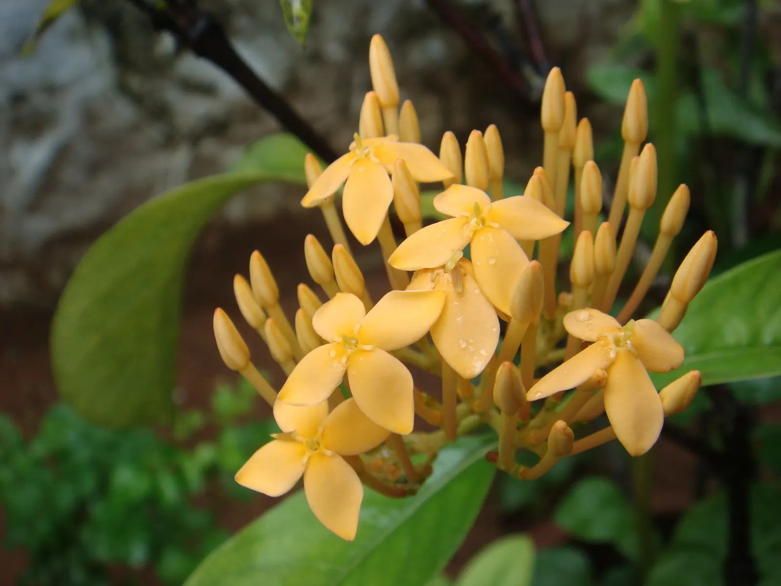 Flame Of The Woods (Ixora Coccinea) — commonly referred to as Flame of the Woods or Jungle Geranium; commonly known as Flame of the Woods, image 120