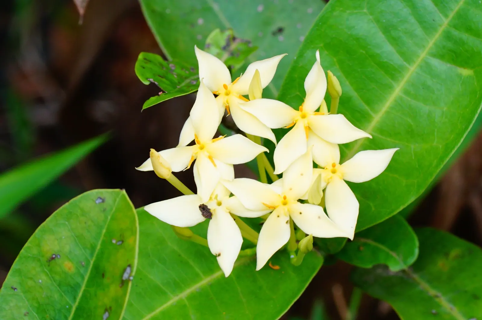 Flame Of The Woods (Ixora Coccinea) — is an evergreen shrub identified by its striking cluster of red flowers