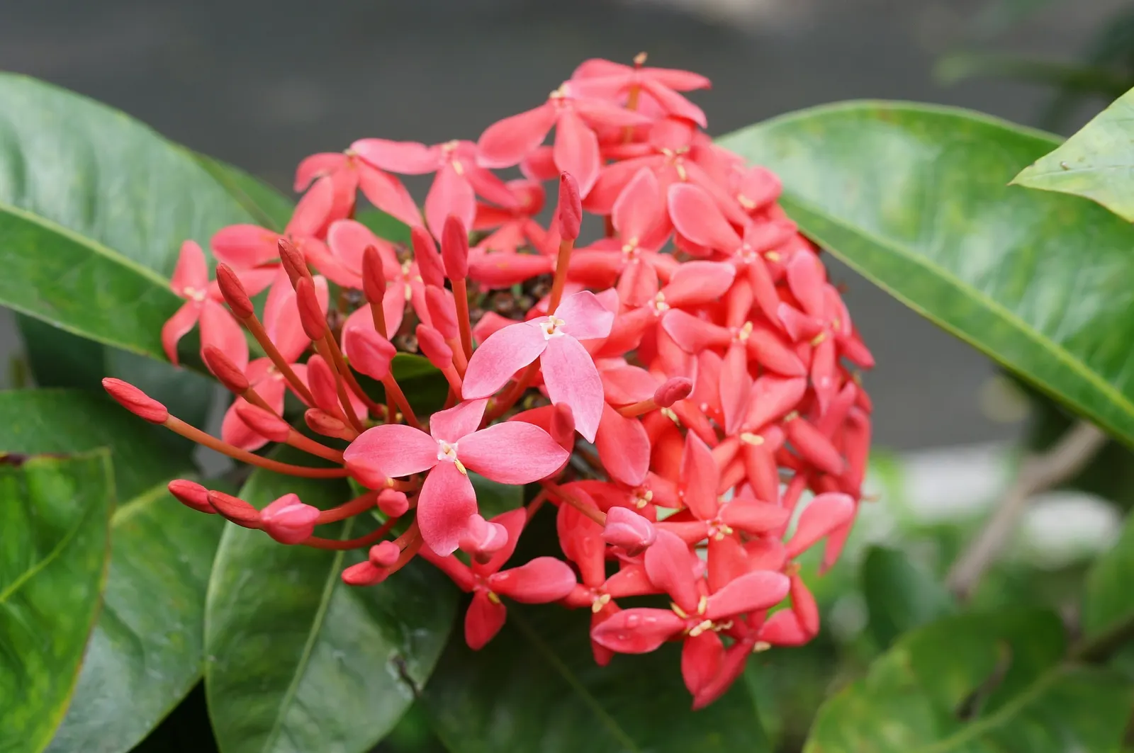 Flame Of The Woods (Ixora Coccinea) — commonly known as Flame of the Woods; with a mature size of up to 6 feet tall and 5 feet wide, it's ideal for, image 77