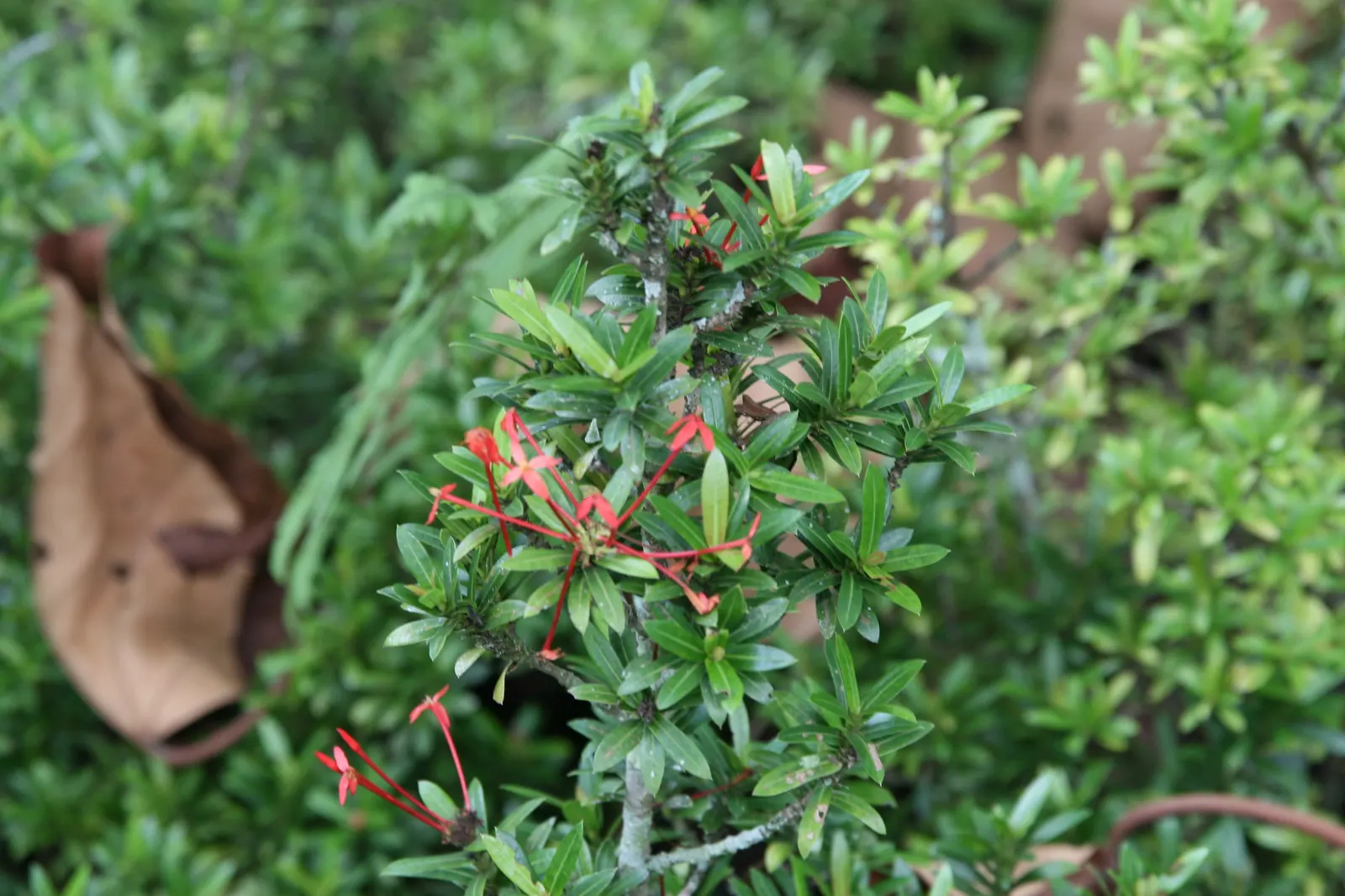 Flame Of The Woods (Ixora Coccinea) — Regular watering is necessary, but the roots should not sit in water to prevent root rot; requires regular, image 50