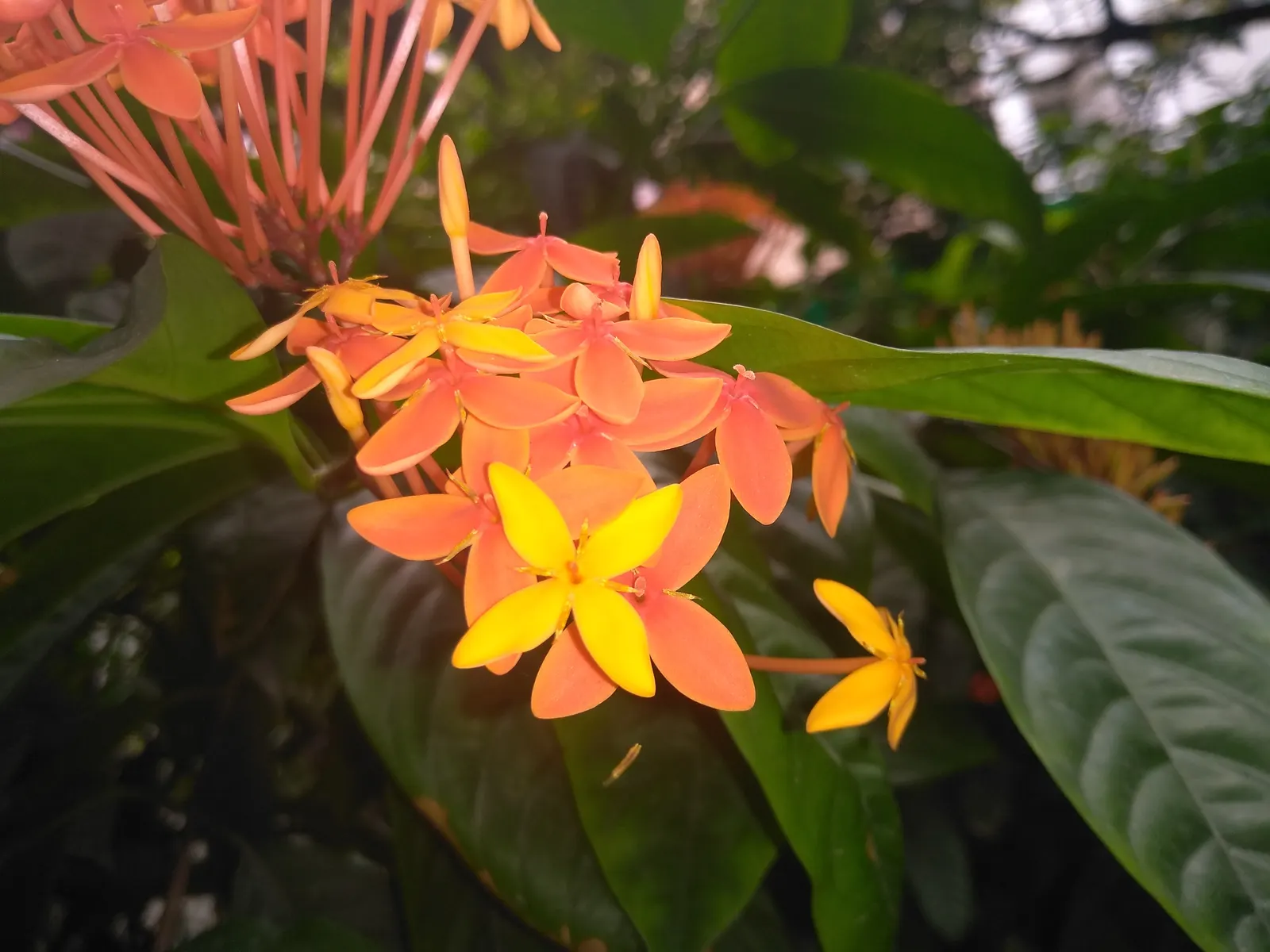 Flame Of The Woods (Ixora Coccinea) — It typically reaches a height and spread of 4 to 6 feet; regular watering is necessary, but the roots should not sit in