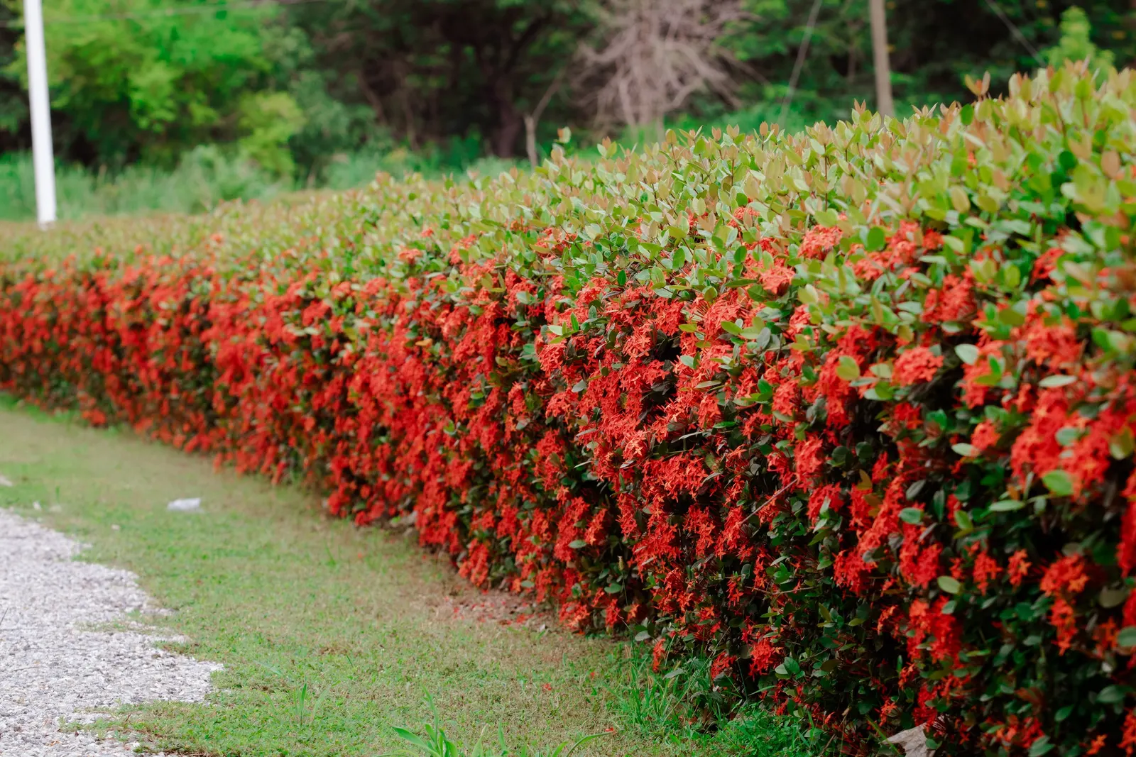 Flame Of The Woods (Ixora Coccinea) — is a vibrant evergreen shrub that adds a tropical flare to the landscape; it's cherished for its profusion of, image 140