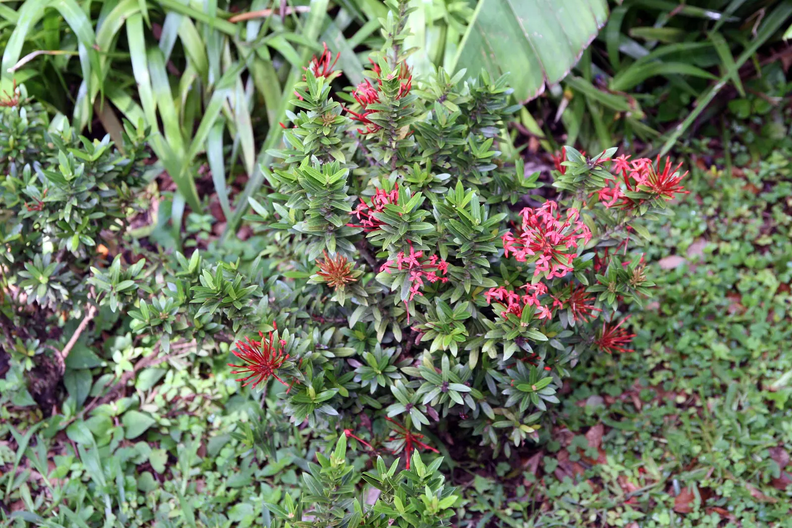 Flame Of The Woods (Ixora Coccinea) — Requires regular watering and periodic feeding for optimal blooming; it typically reaches a height and spread, image 43