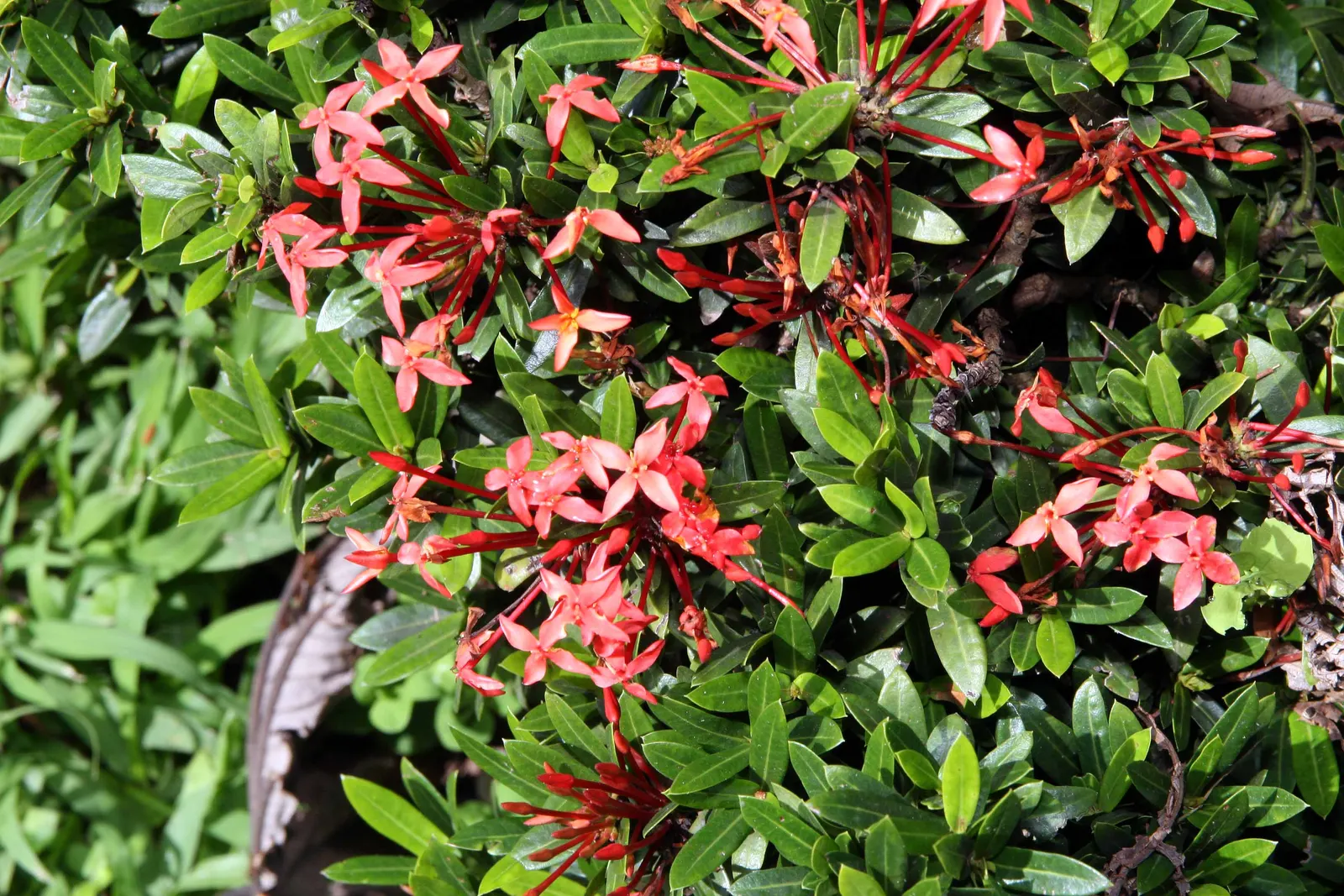 Flame Of The Woods (Ixora Coccinea) — making Ixora coccinea well-suited for hedges or as a standout specimen plant; but in perfect growing, image 73