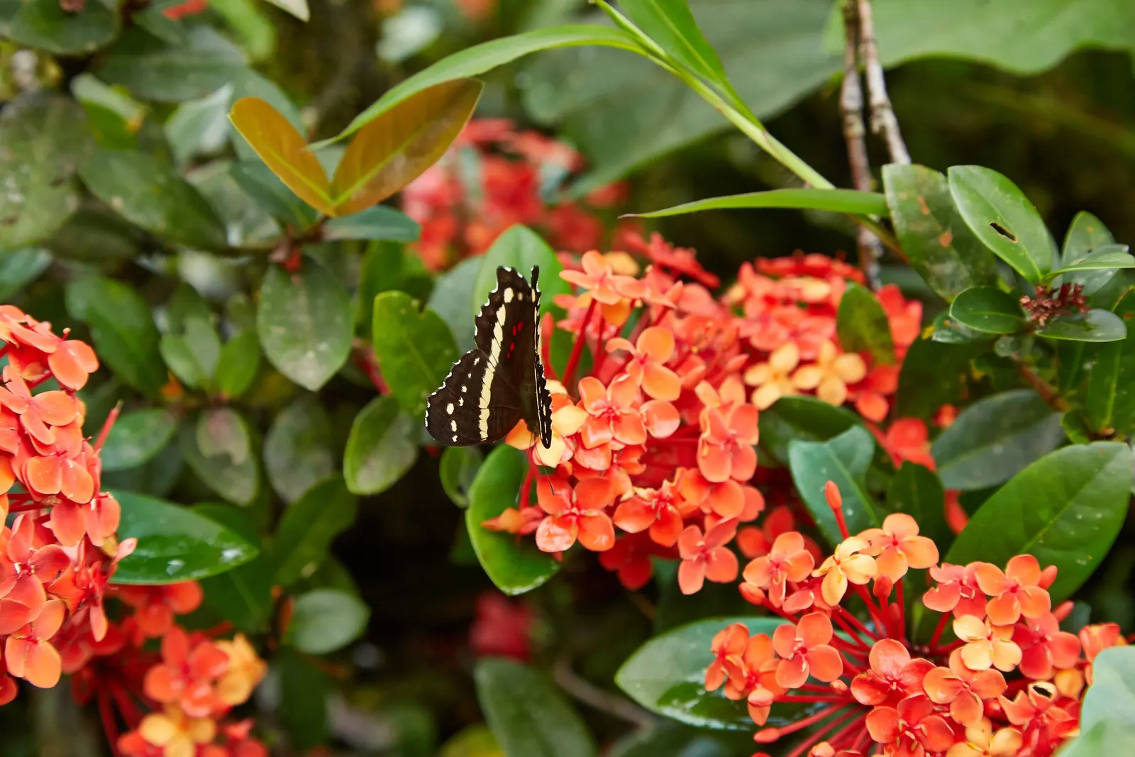 Flame Of The Woods (Ixora Coccinea) — shrub for half; making Ixora coccinea well-suited for hedges or as a standout specimen plant, image 114