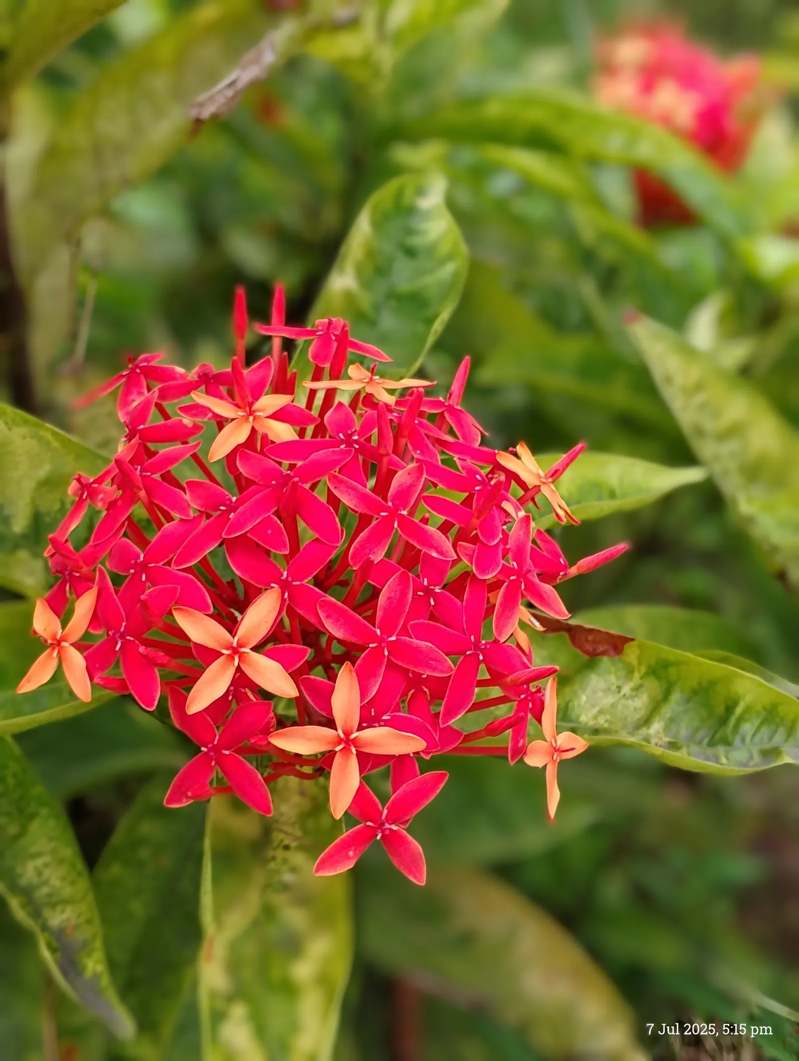 Flame Of The Woods (Ixora Coccinea) — is an evergreen shrub identified by its striking cluster of red flowers; flame of the Woods requires well-drained