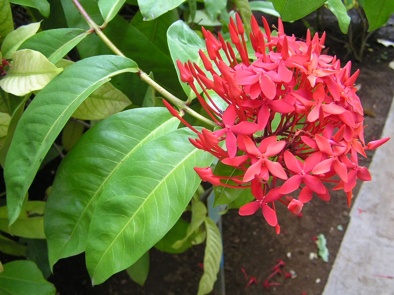 Flame Of The Woods (Ixora Coccinea) — shrub with red blooms; or yellow flower clusters which bloom throughout the year but are most abundant from, image 56