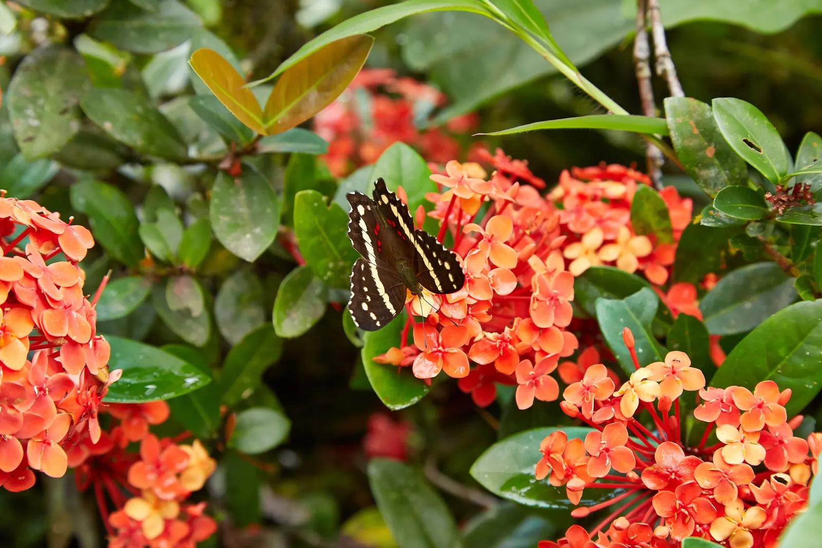 Flame Of The Woods (Ixora Coccinea) — It typically reaches a height and spread of 4 to 6 feet