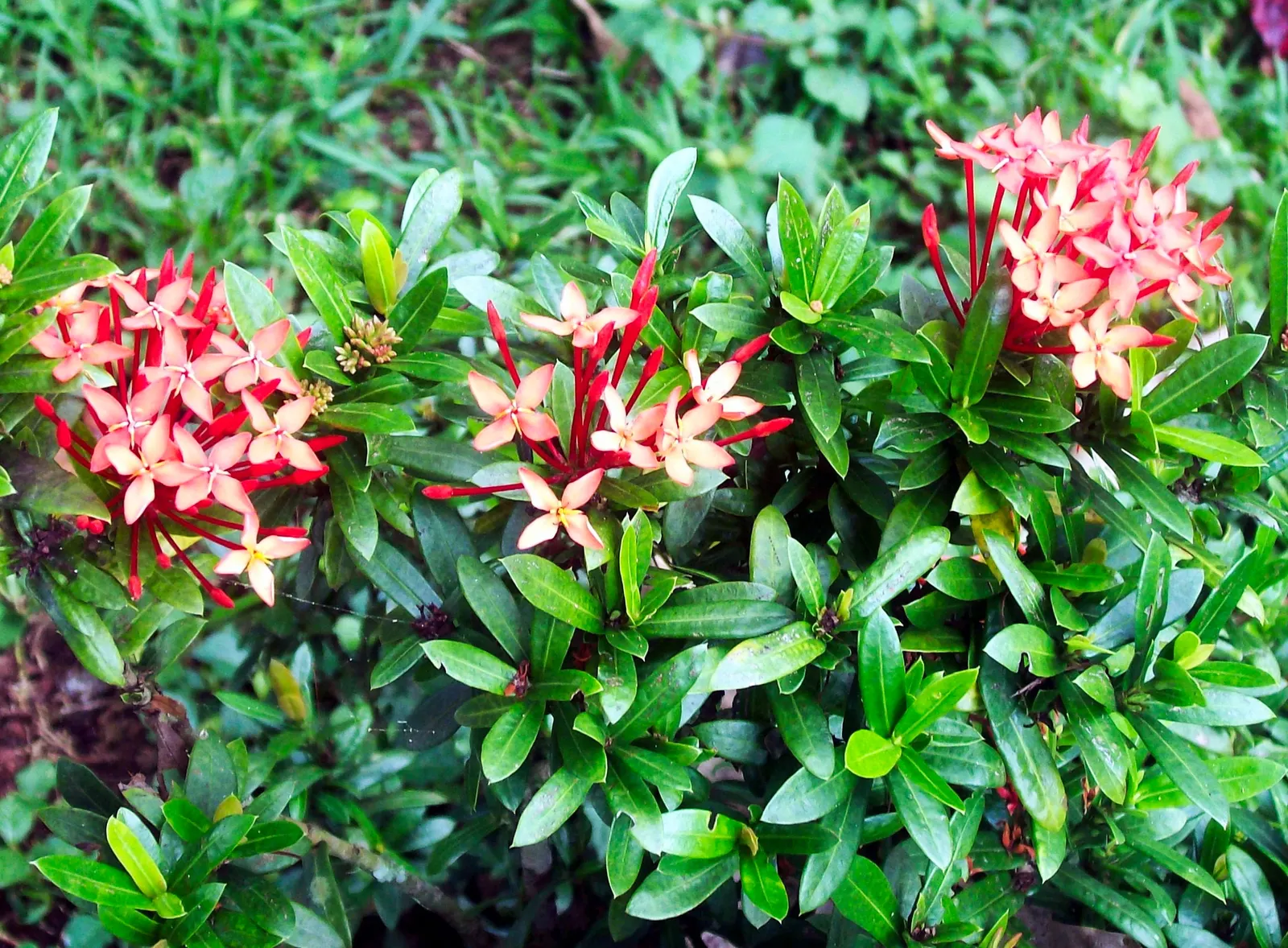 Flame Of The Woods (Ixora Coccinea) — shrub for half; making Ixora coccinea well-suited for hedges or as a standout specimen plant, image 76