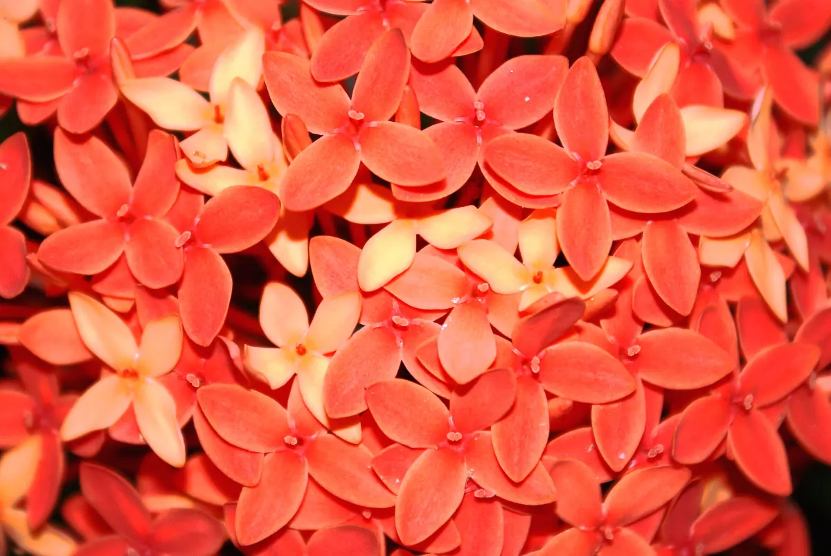 Flame Of The Woods (Ixora Coccinea) — With a mature size of up to 6 feet tall and 5 feet wide, it's ideal for hedges or as a focal plant; commonly, image 80