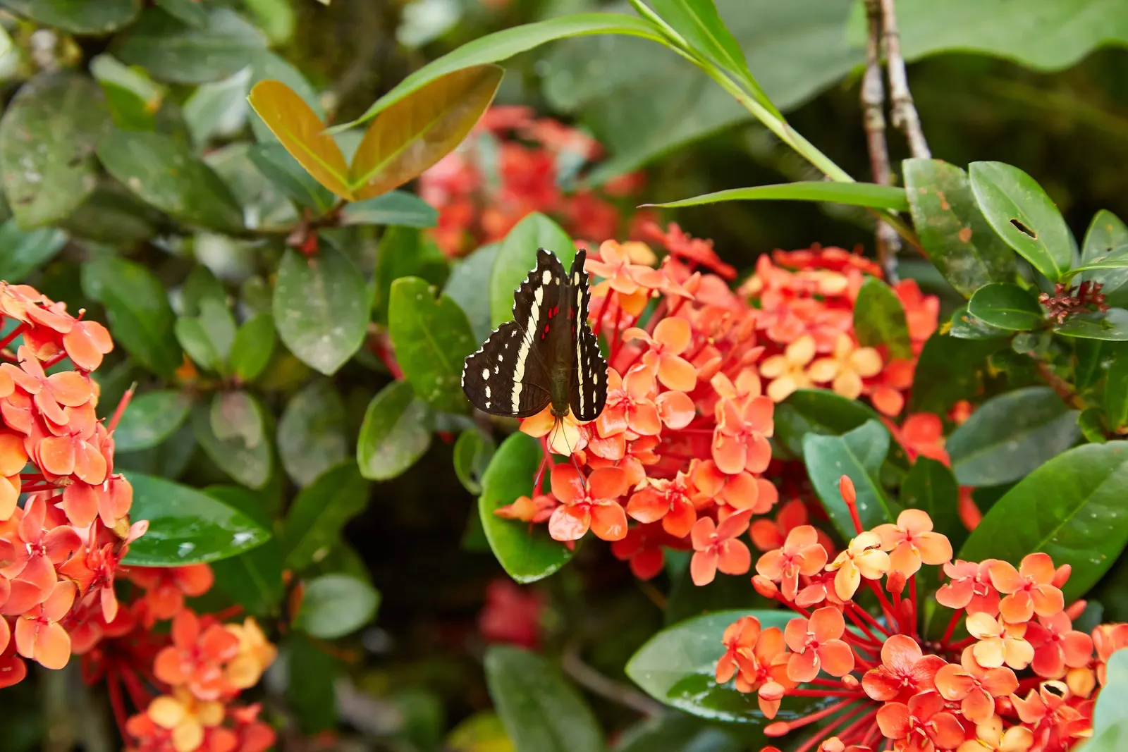 Flame Of The Woods (Ixora Coccinea) — Flame of the Woods requires well-drained, moderately fertile soil with a slightly acidic to neutral pH; red, image 49