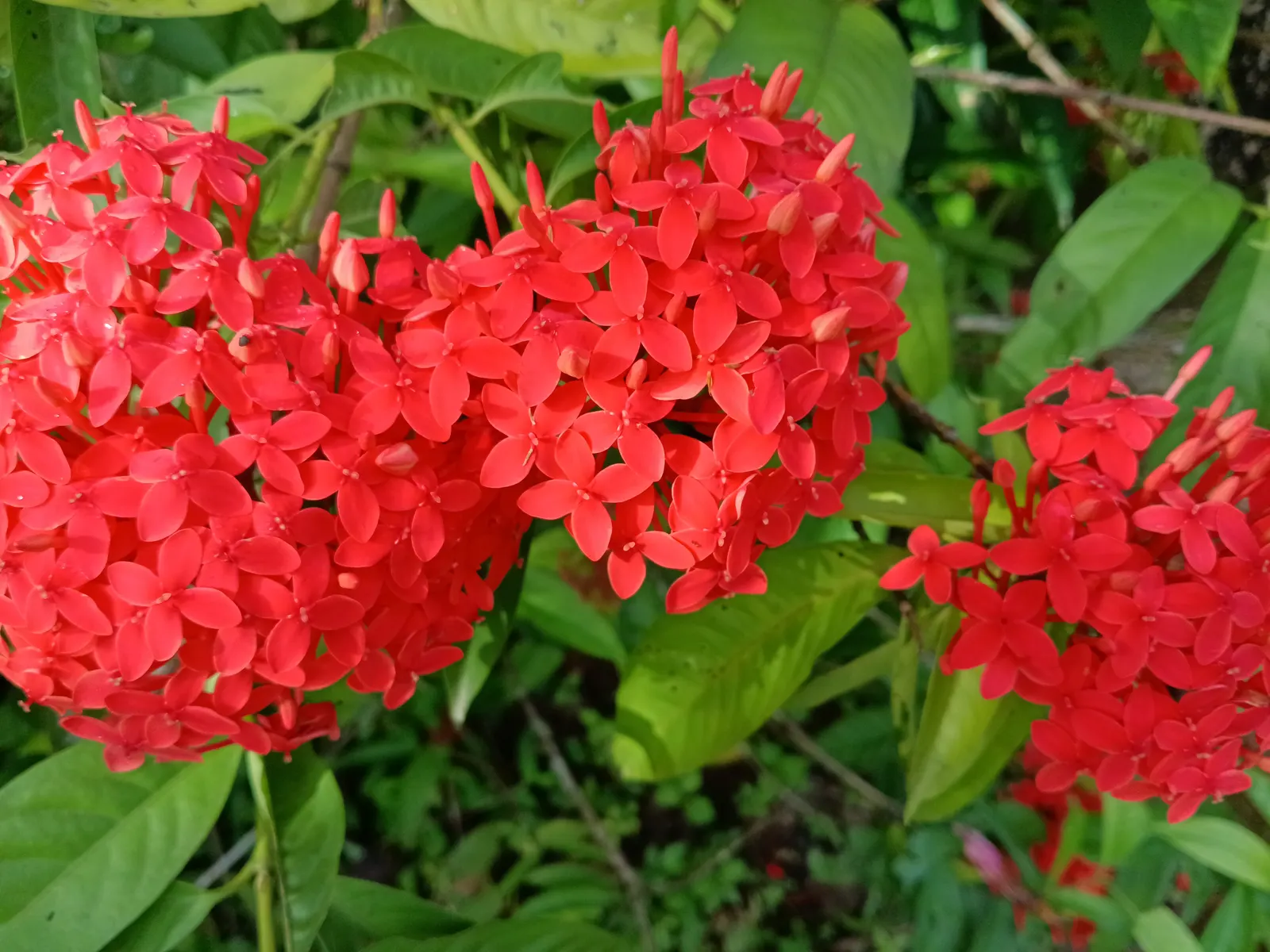 Flame Of The Woods (Ixora Coccinea) — or yellow flower clusters which bloom throughout the year but are most abundant from late spring to early fall; it