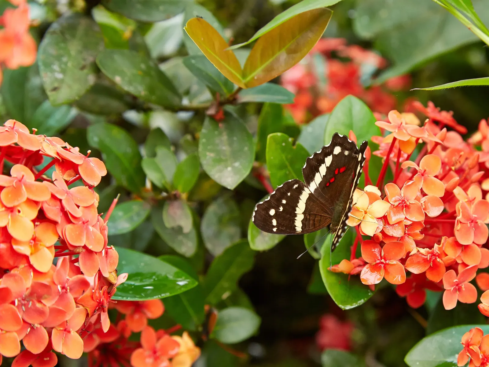 Flame Of The Woods (Ixora Coccinea) — shrub for half; making Ixora coccinea well-suited for hedges or as a standout specimen plant, image 57