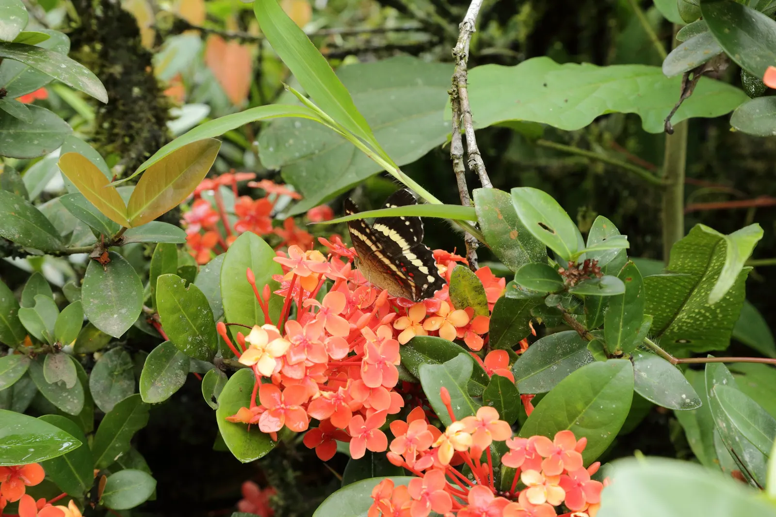 Flame Of The Woods (Ixora Coccinea) — is a vibrant evergreen shrub that adds a tropical flare to the landscape; it's cherished for its profusion of fiery red