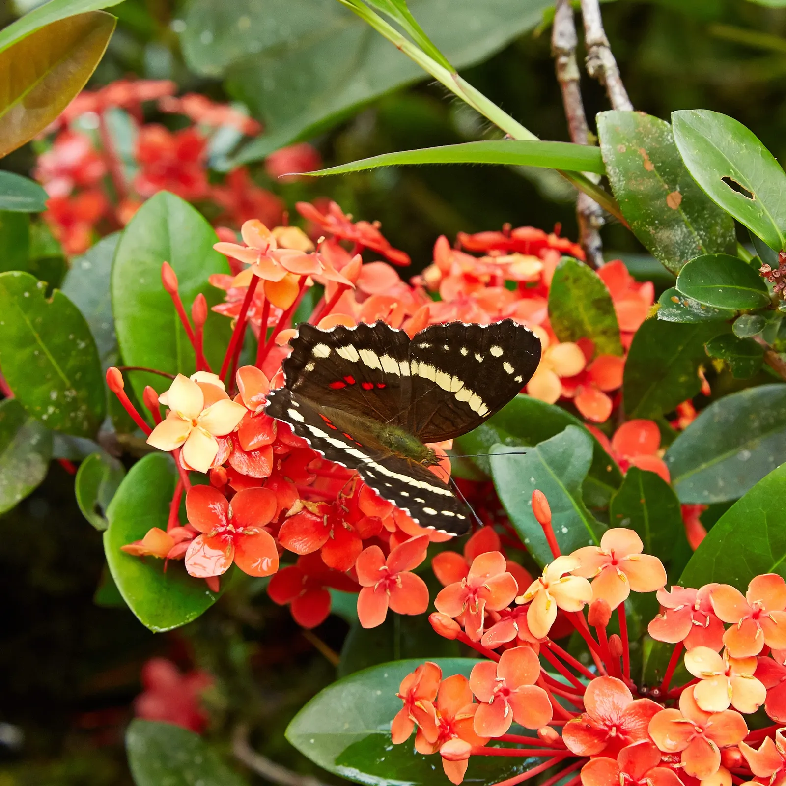 Flame Of The Woods (Ixora Coccinea) — but in perfect growing conditions; shrub for half, image 128