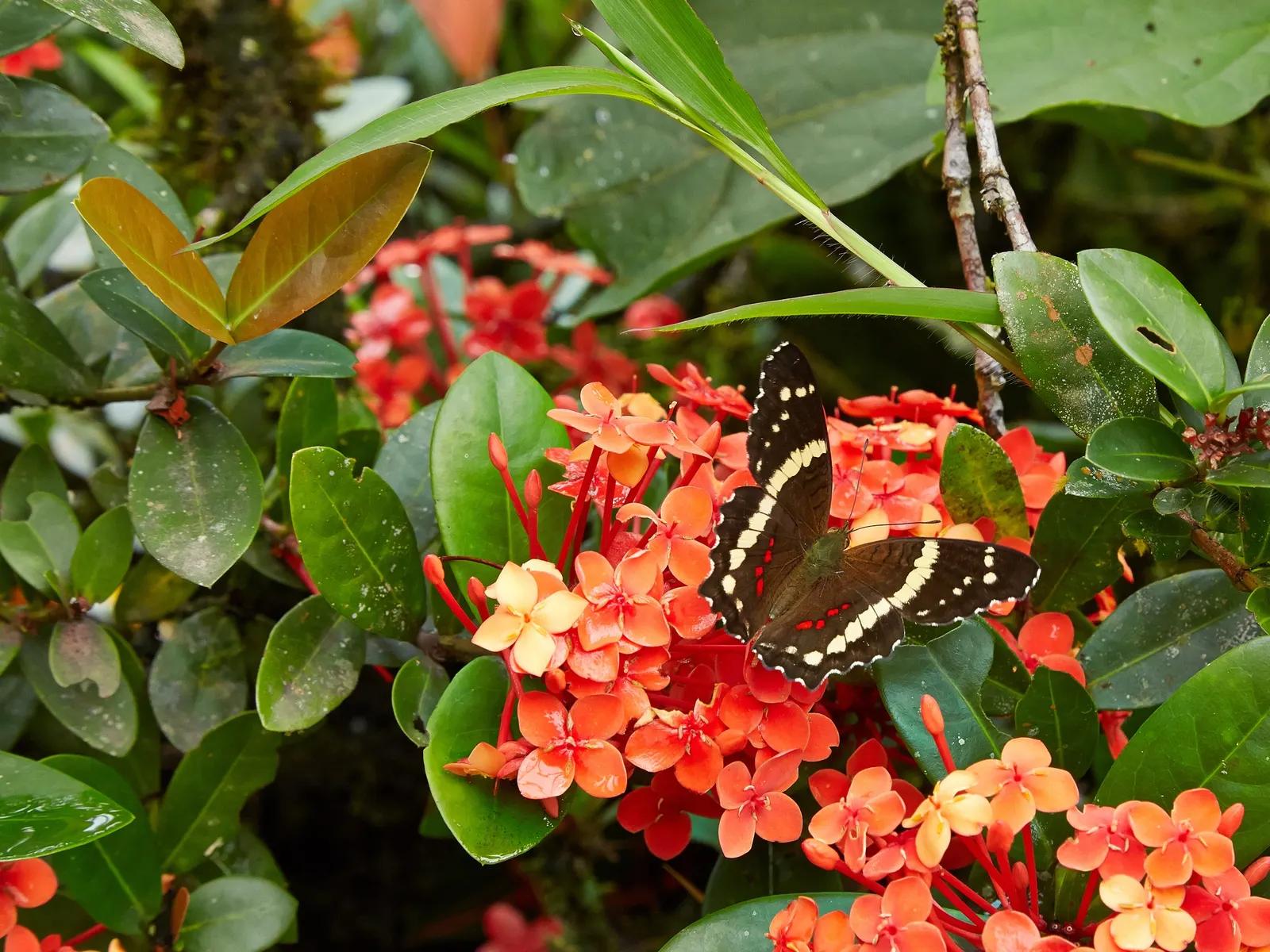 Flame Of The Woods (Ixora Coccinea) — commonly referred to as Flame of the Woods or Jungle Geranium; commonly known as Flame of the Woods, image 63