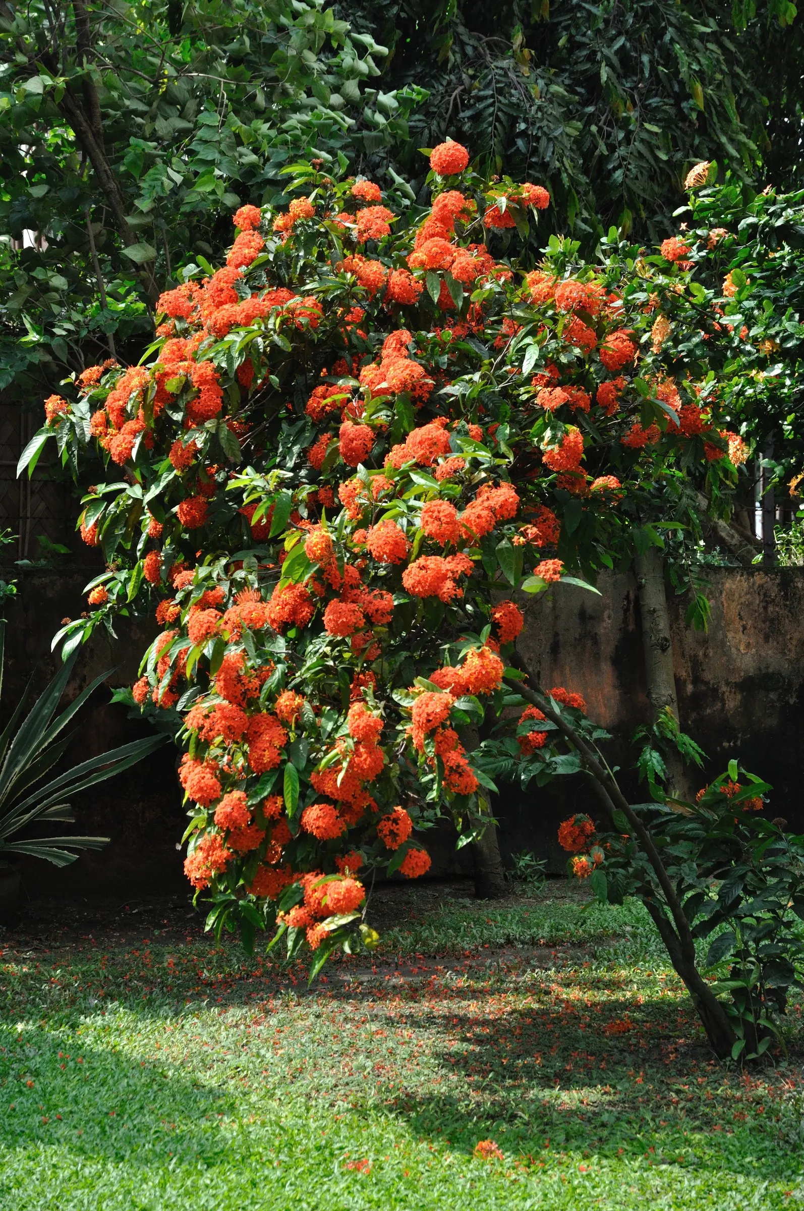 Flame Of The Woods (Ixora Coccinea) — or yellow flower clusters which bloom throughout the year but are most abundant from late spring to early, image 123