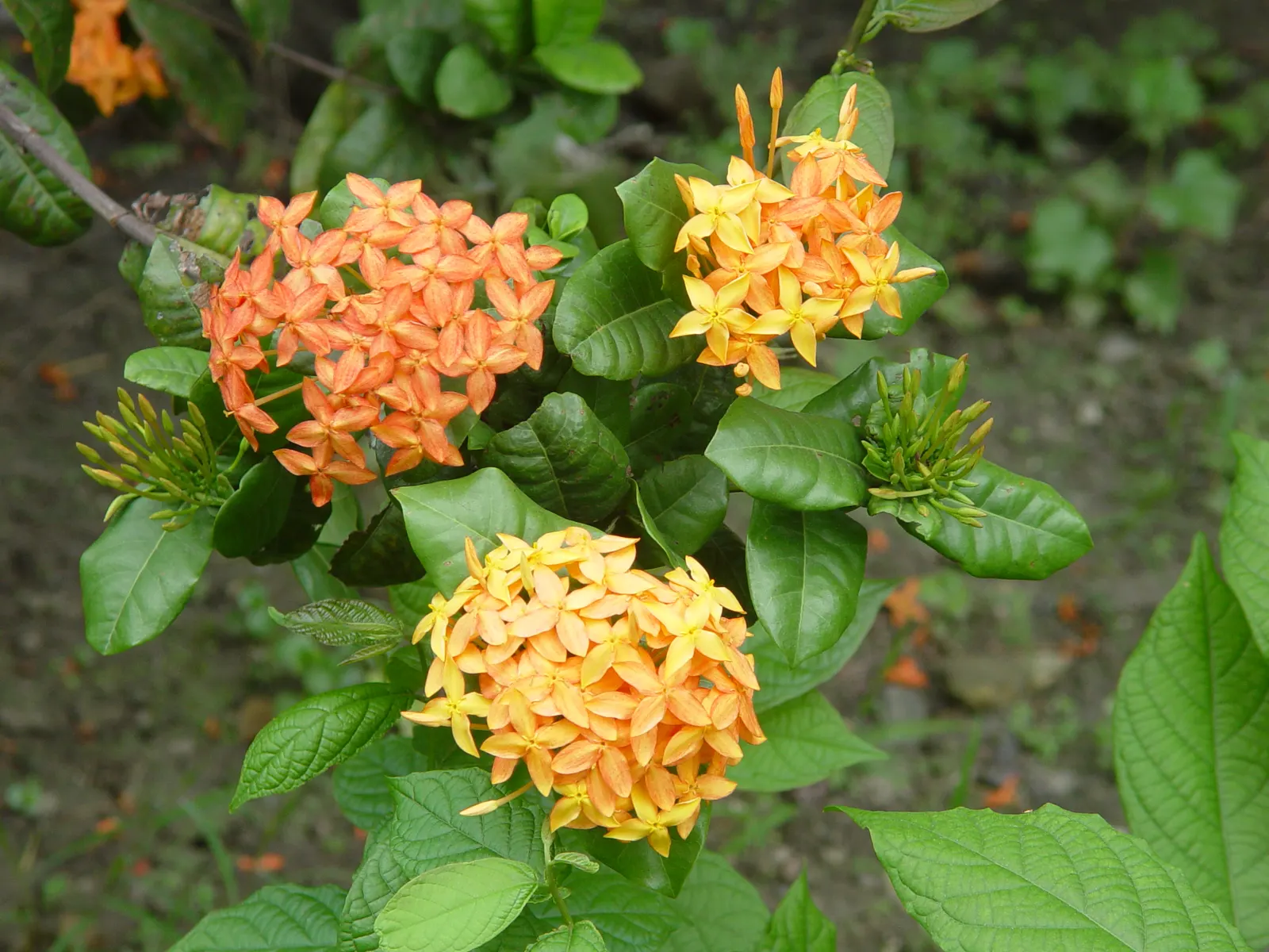 Flame Of The Woods (Ixora Coccinea) — making Ixora coccinea well-suited for hedges or as a standout specimen plant; but in perfect growing, image 149