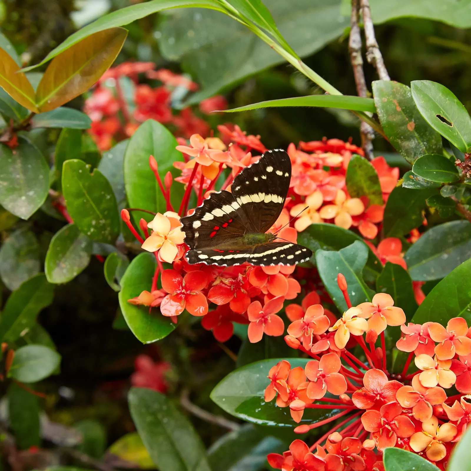 Flame Of The Woods (Ixora Coccinea) — red flowers in the garden; is an evergreen shrub identified by its striking cluster of red flowers, image 93