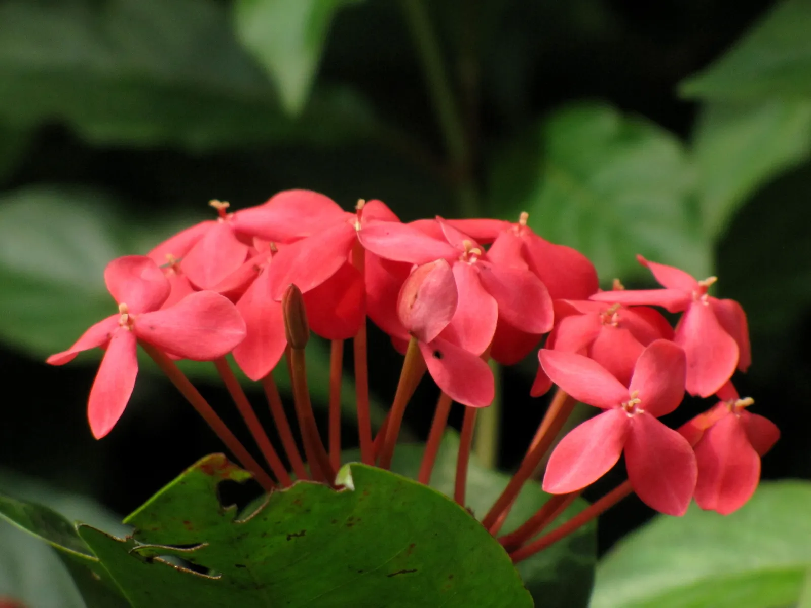 Flame Of The Woods (Ixora Coccinea) — It's cherished for its profusion of fiery red; it can surge up to 12 feet.<br><br>Regular pruning can, image 141