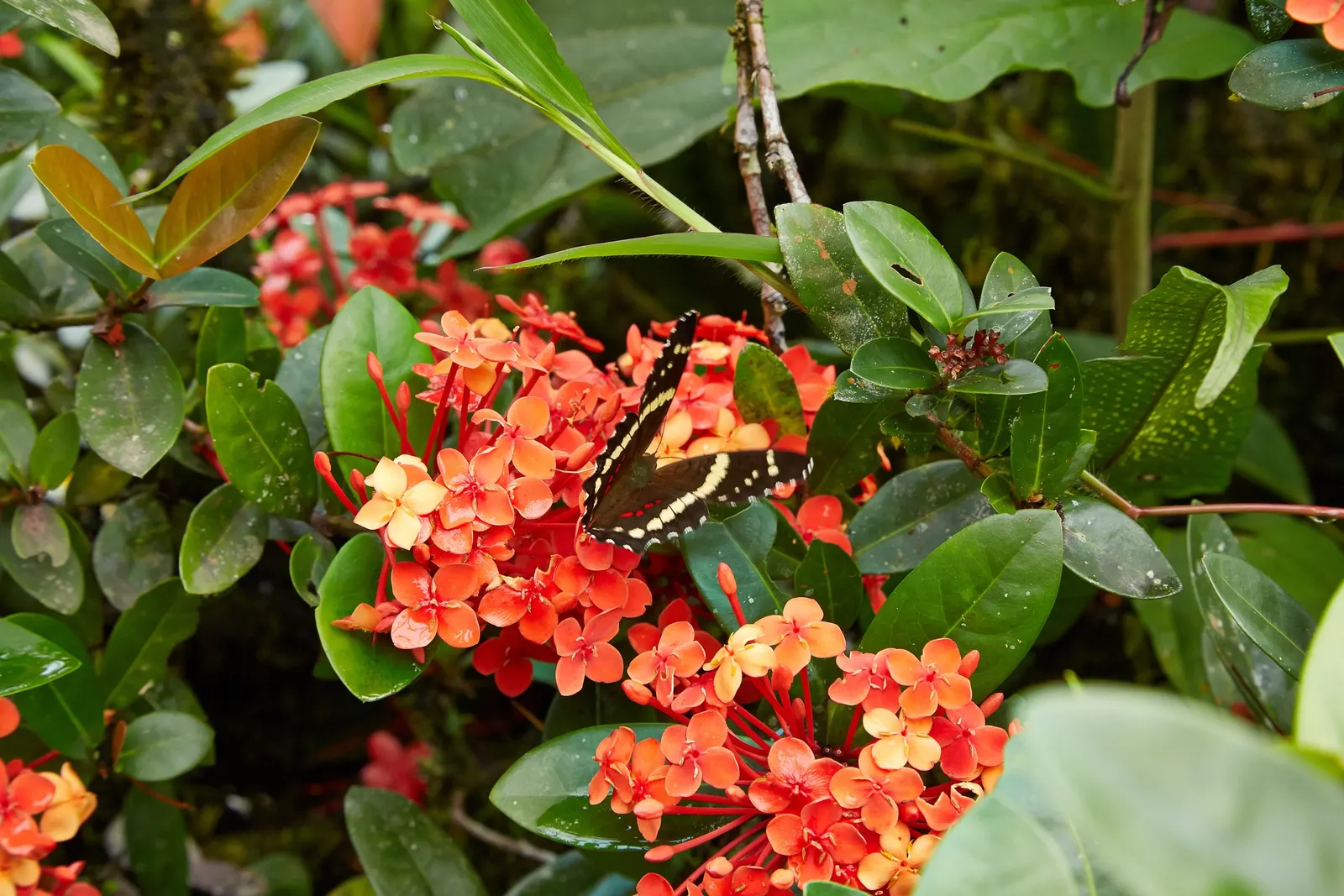 Flame Of The Woods (Ixora Coccinea) — but in perfect growing conditions; shrub for half, image 52