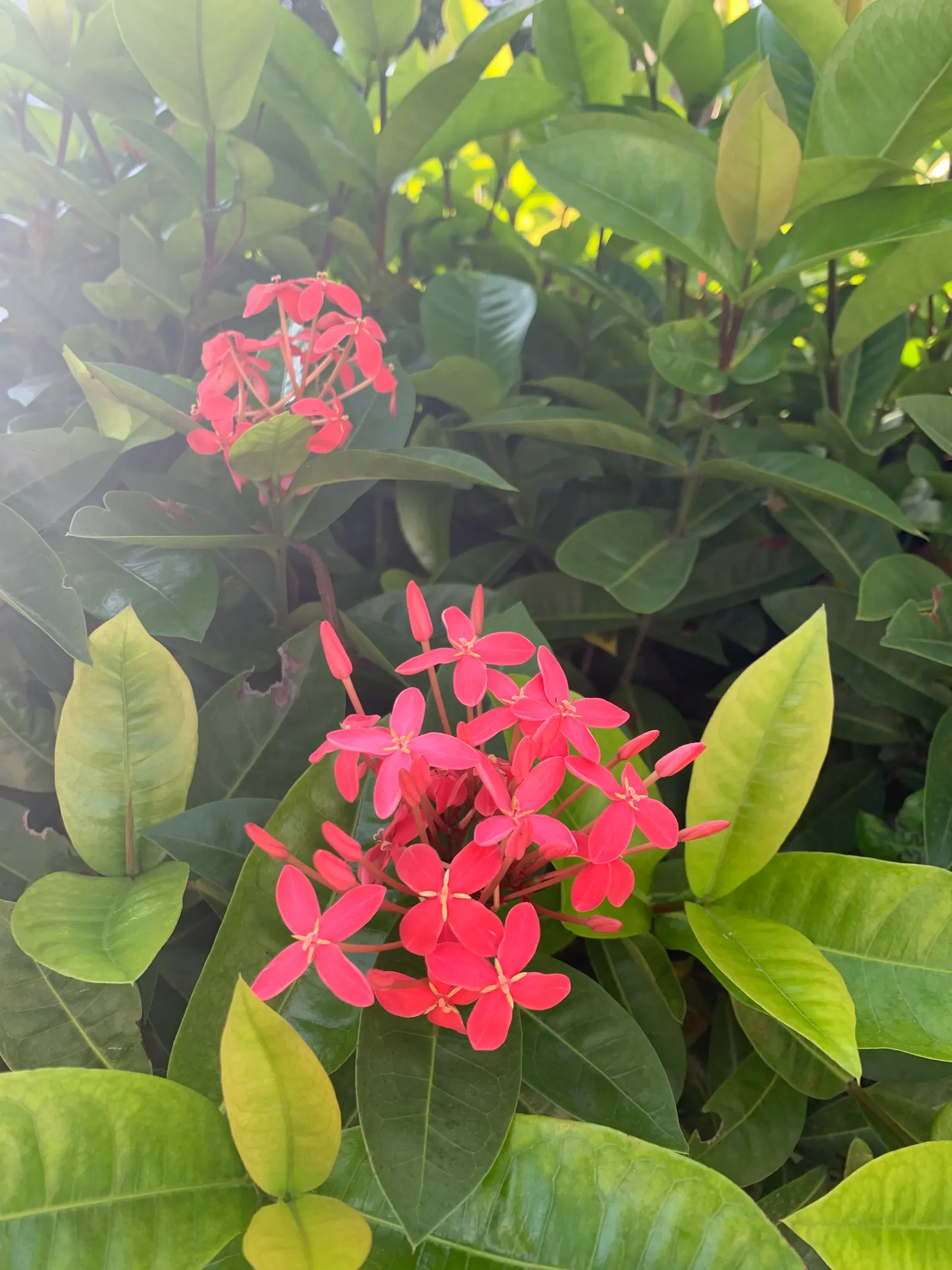 Flame Of The Woods (Ixora Coccinea) — Flame of the Woods requires well-drained, moderately fertile soil with a slightly acidic to neutral pH; red, image 106