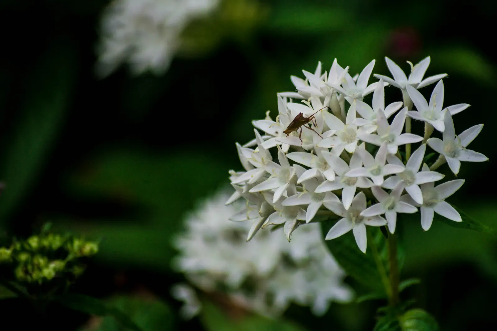 Flame Of The Woods (Ixora Coccinea) — It's cherished for its profusion of fiery red