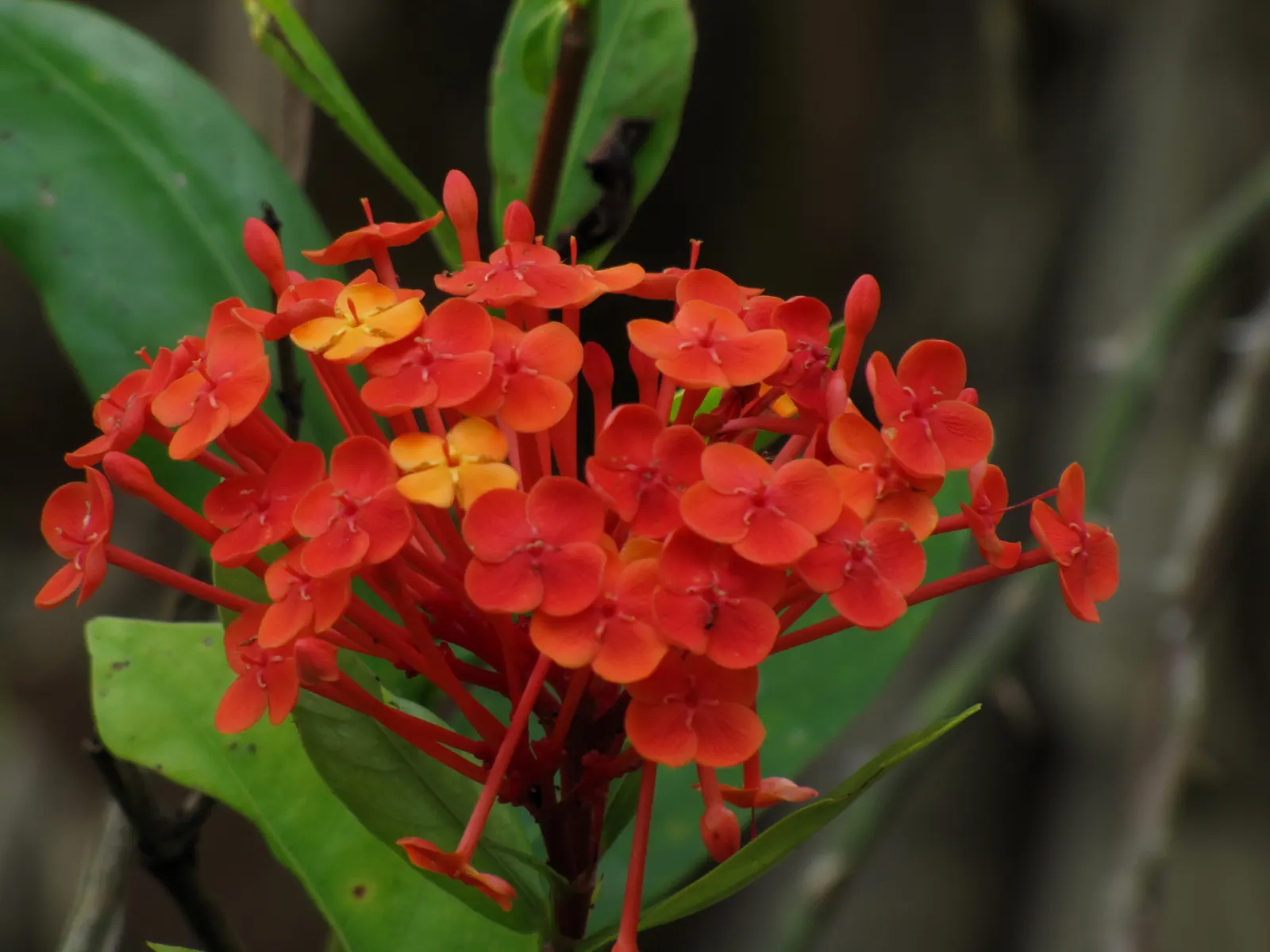 Flame Of The Woods (Ixora Coccinea) — commonly referred to as Flame of the Woods or Jungle Geranium