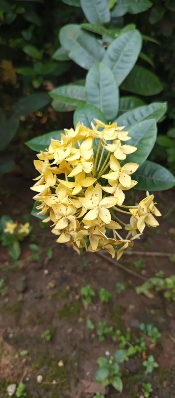 Flame Of The Woods (Ixora Coccinea) — Flame of the Woods requires well-drained, moderately fertile soil with a slightly acidic to neutral pH; red, image 68