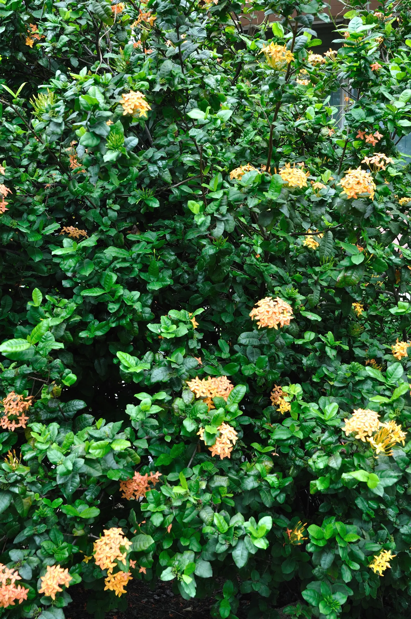 Flame Of The Woods (Ixora Coccinea) — Flame of the Woods requires well-drained, moderately fertile soil with a slightly acidic to neutral pH; red, image 125