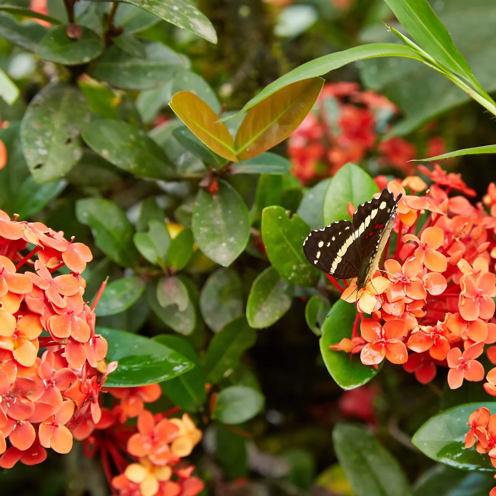 Flame Of The Woods (Ixora Coccinea) — is an evergreen shrub identified by its striking cluster of red flowers; flame of the Woods requires, image 116