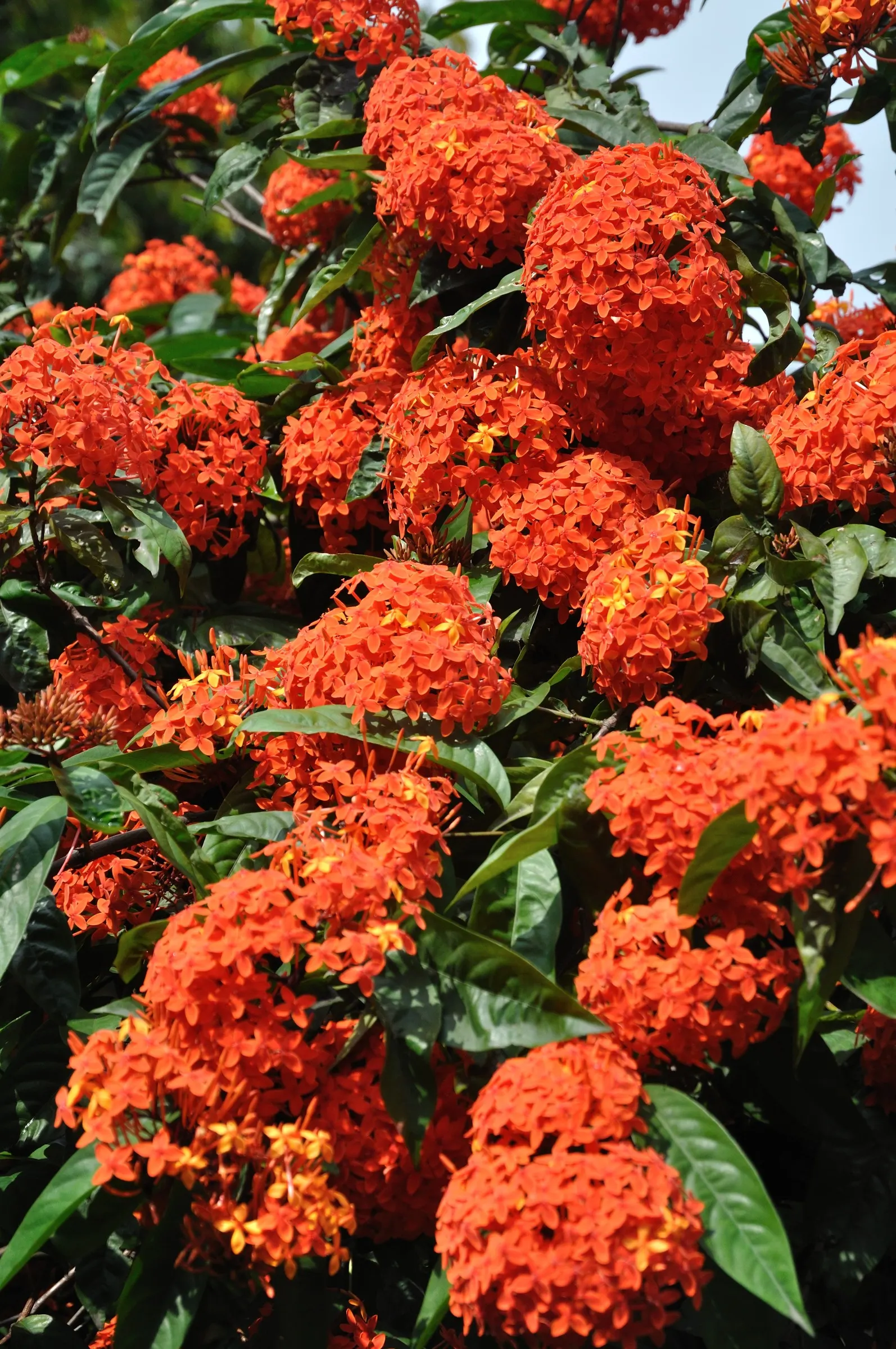 Flame Of The Woods (Ixora Coccinea) — or yellow flower clusters which bloom throughout the year but are most abundant from late spring to early, image 104