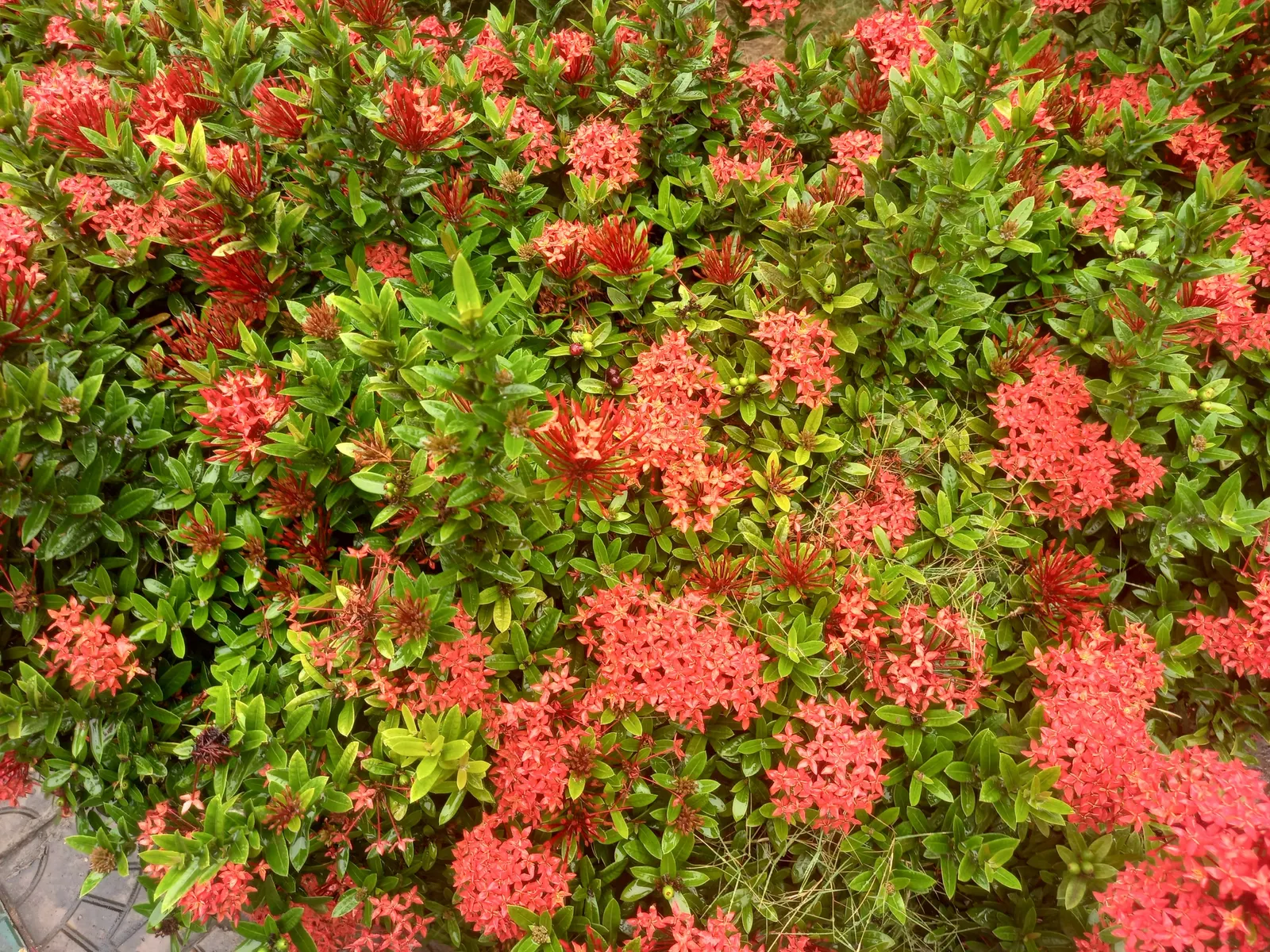 Flame Of The Woods (Ixora Coccinea) — It typically reaches a height and spread of 4 to 6 feet; regular watering is necessary, but the roots should, image 127