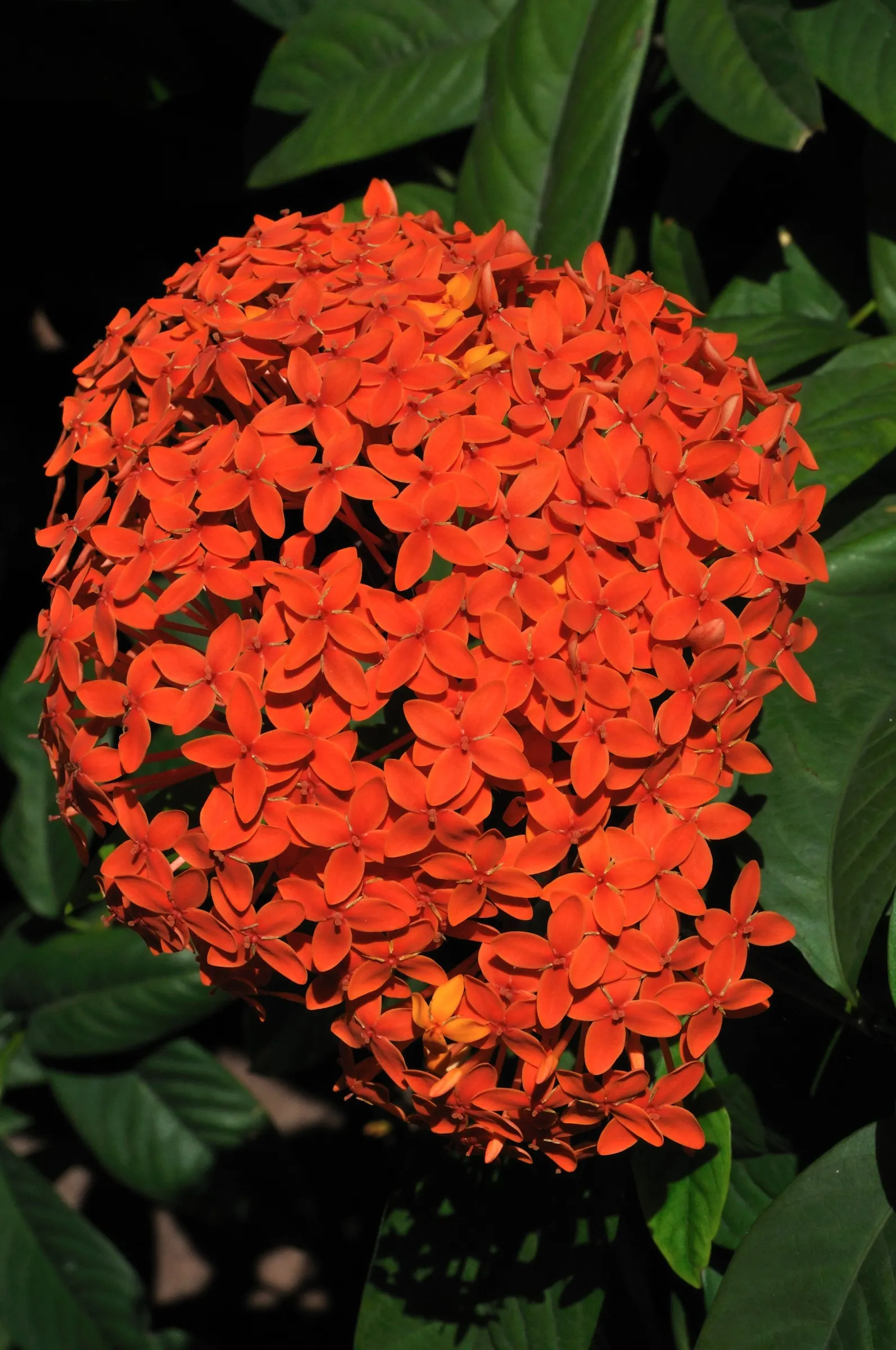 Flame Of The Woods (Ixora Coccinea) — commonly known as Flame of the Woods; with a mature size of up to 6 feet tall and 5 feet wide, it's ideal for, image 96