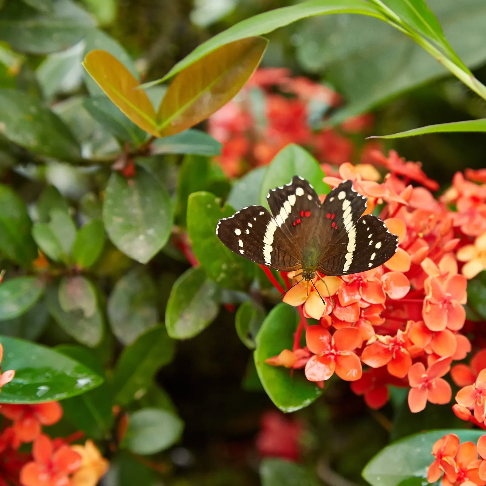 Flame Of The Woods (Ixora Coccinea) — red flowers in the garden; is an evergreen shrub identified by its striking cluster of red flowers