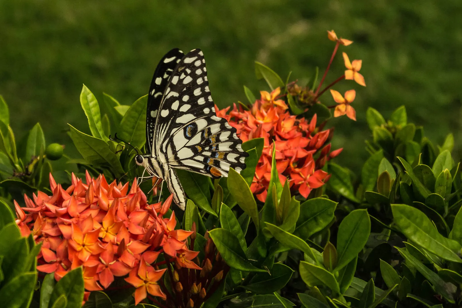 Flame Of The Woods (Ixora Coccinea) — Requires regular watering and periodic feeding for optimal blooming; it typically reaches a height and spread, image 81