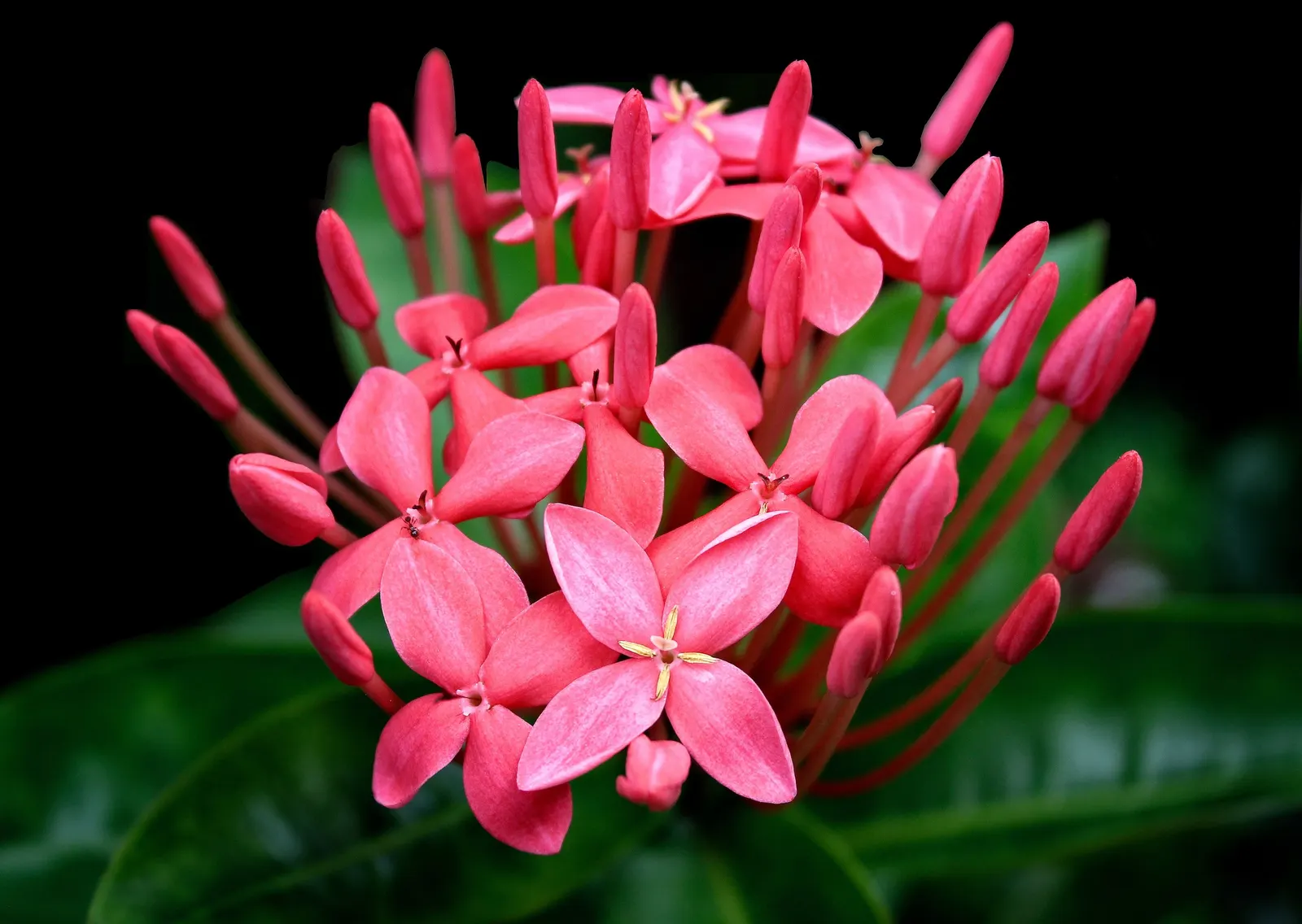 Flame Of The Woods (Ixora Coccinea) — Requires regular watering and periodic feeding for optimal blooming