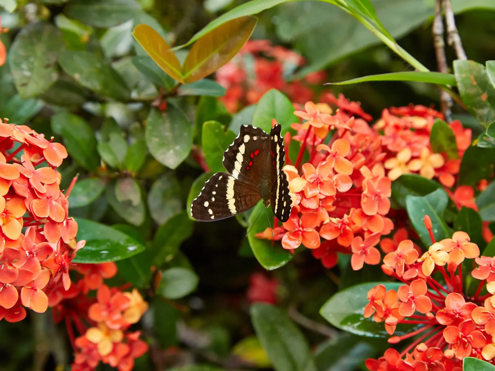 Flame Of The Woods (Ixora Coccinea) — It typically reaches a height and spread of 4 to 6 feet; regular watering is necessary, but the roots should, image 70