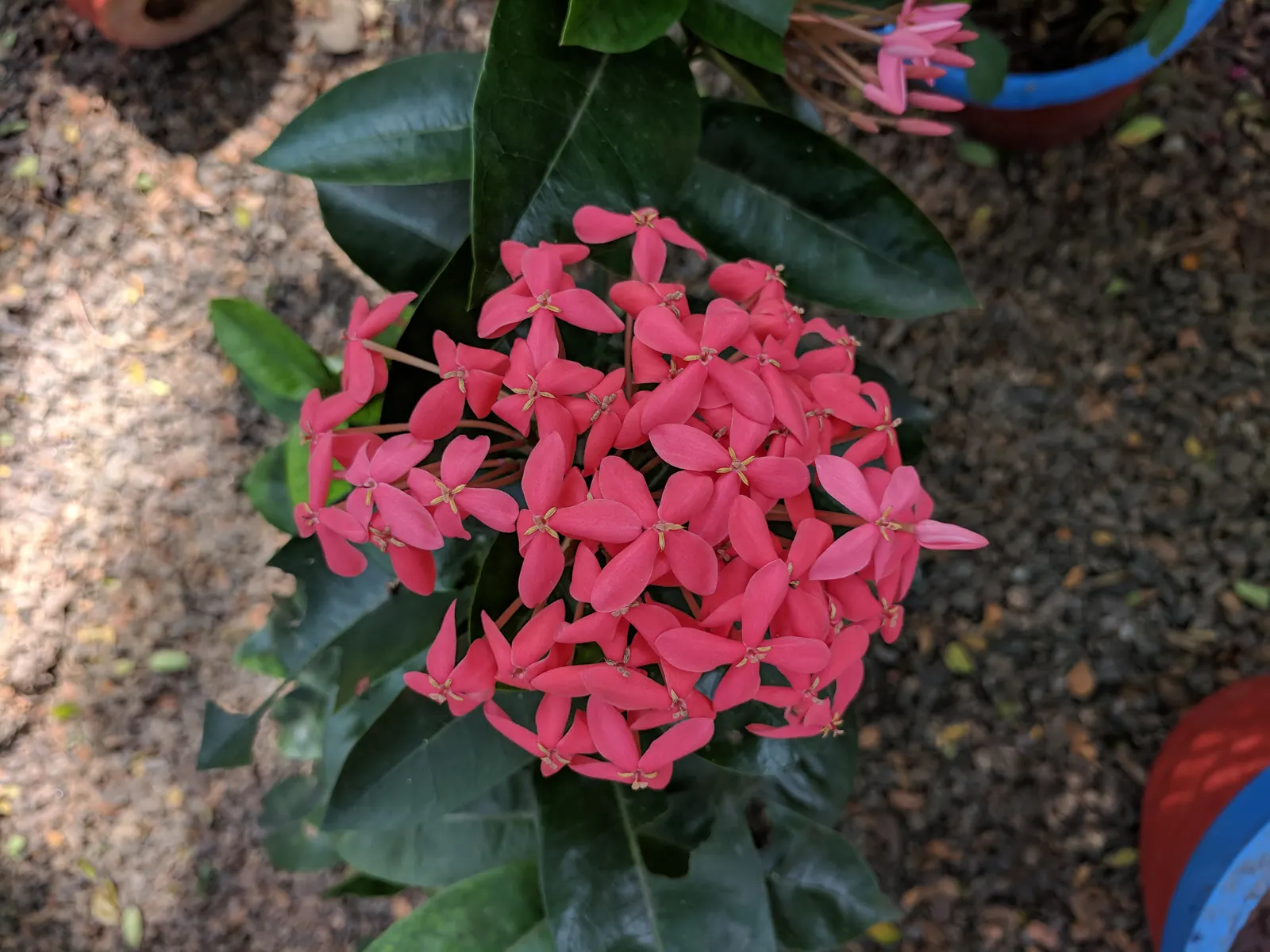 Flame Of The Woods (Ixora Coccinea) — each flower cluster can reach a width of 2 to 5 inches and consists of tiny, image 86