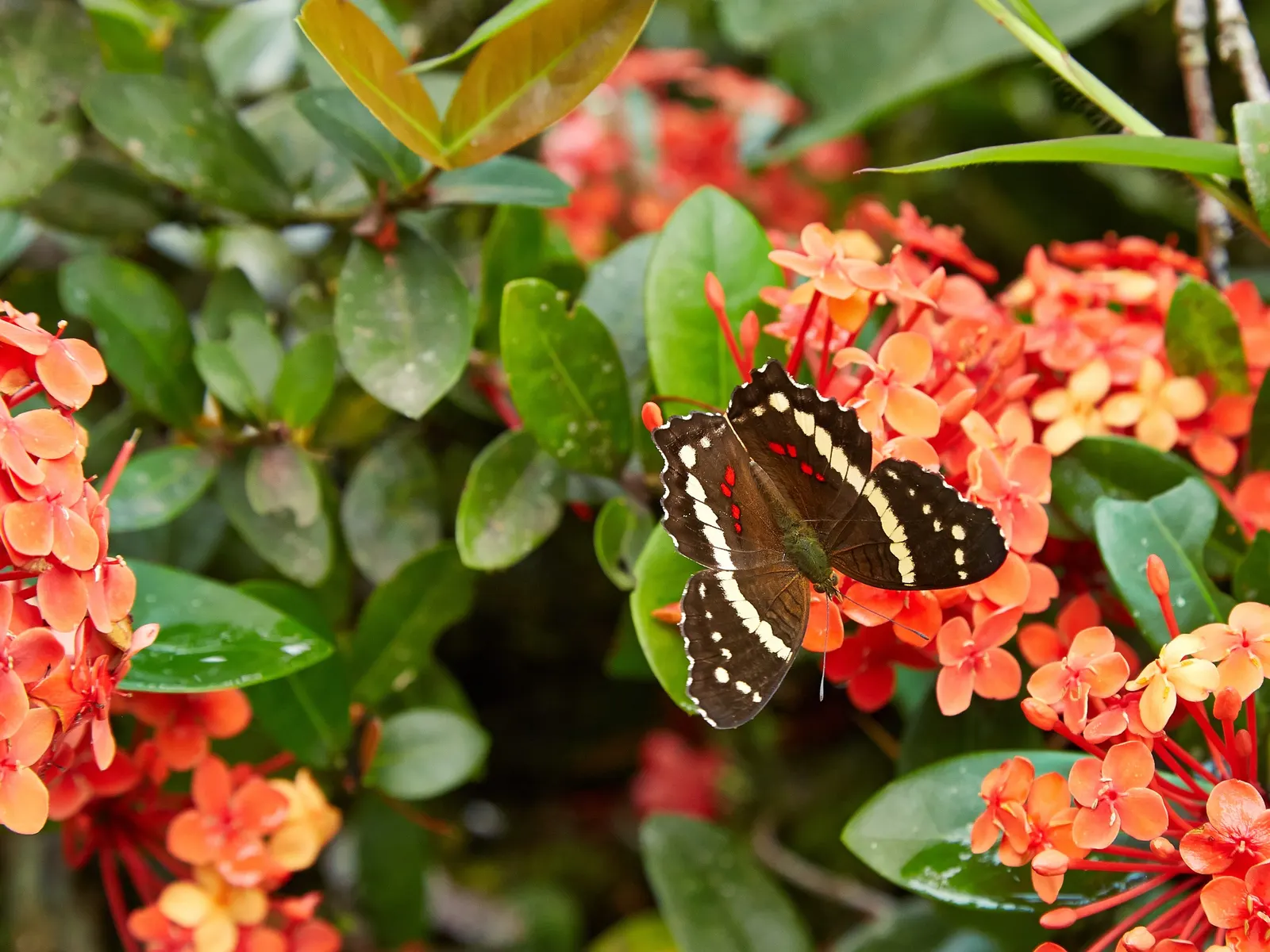 Flame Of The Woods (Ixora Coccinea) — Requires regular watering and periodic feeding for optimal blooming; it typically reaches a height and spread, image 138