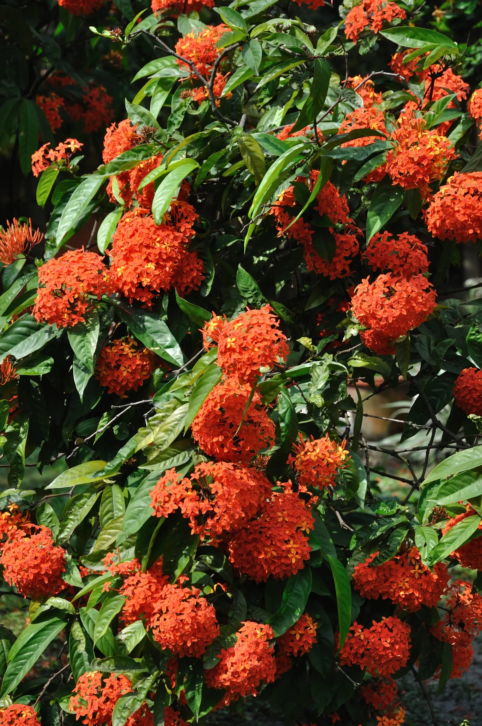 Flame Of The Woods (Ixora Coccinea) — commonly referred to as Flame of the Woods or Jungle Geranium; commonly known as Flame of the Woods, image 139