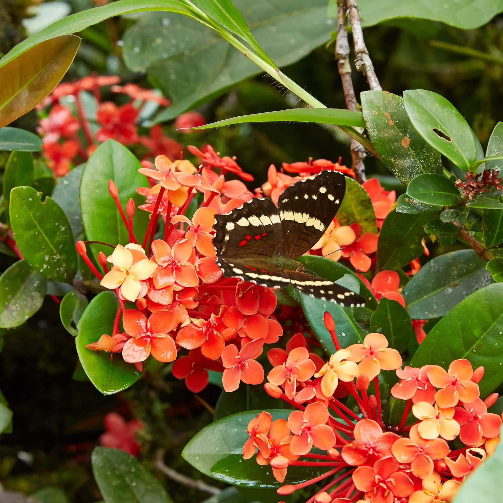 Flame Of The Woods (Ixora Coccinea) — it can surge up to 12 feet.<br><br>Regular pruning can maintain desired shapes and sizes; is a vibrant evergreen shrub